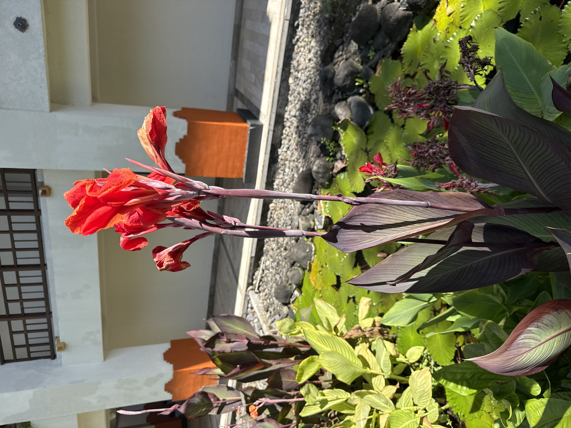 The image shows a vibrant outdoor scene in Unknown, Indonesia. A tall red flower stalk is prominently displayed in the foreground. The stem is slender with large, slightly drooping dark red leaves. The plant is growing next to a pond with various types of vegetation, including lily pads and other leafy plants. The edge of the pond is lined with pebbles and larger stones. In the background, there is a building facade with light-colored walls and a decorative orange design. A window with dark wooden frames is visible.