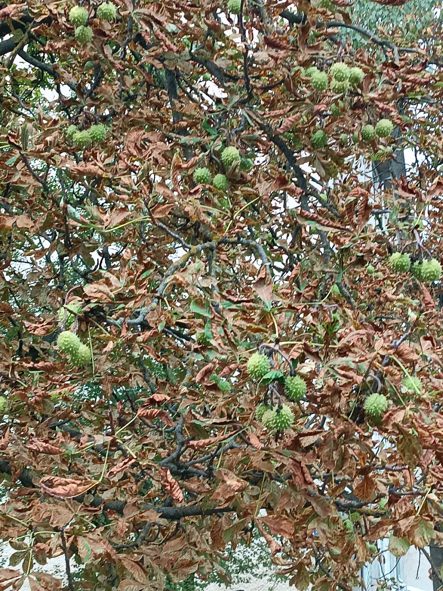 The image depicts a close-up view of a horse chestnut tree with numerous green conkers hanging amongst its branches, interspersed with drying brown leaves. The scene appears to be an outdoor urban setting. The light is diffused, suggesting an overcast day. There are no people or animals visible in the frame. The composition focuses on the natural elements of the tree, with a blurred background that hints at buildings or other urban structures, common in the city of Chișinău, Moldova.