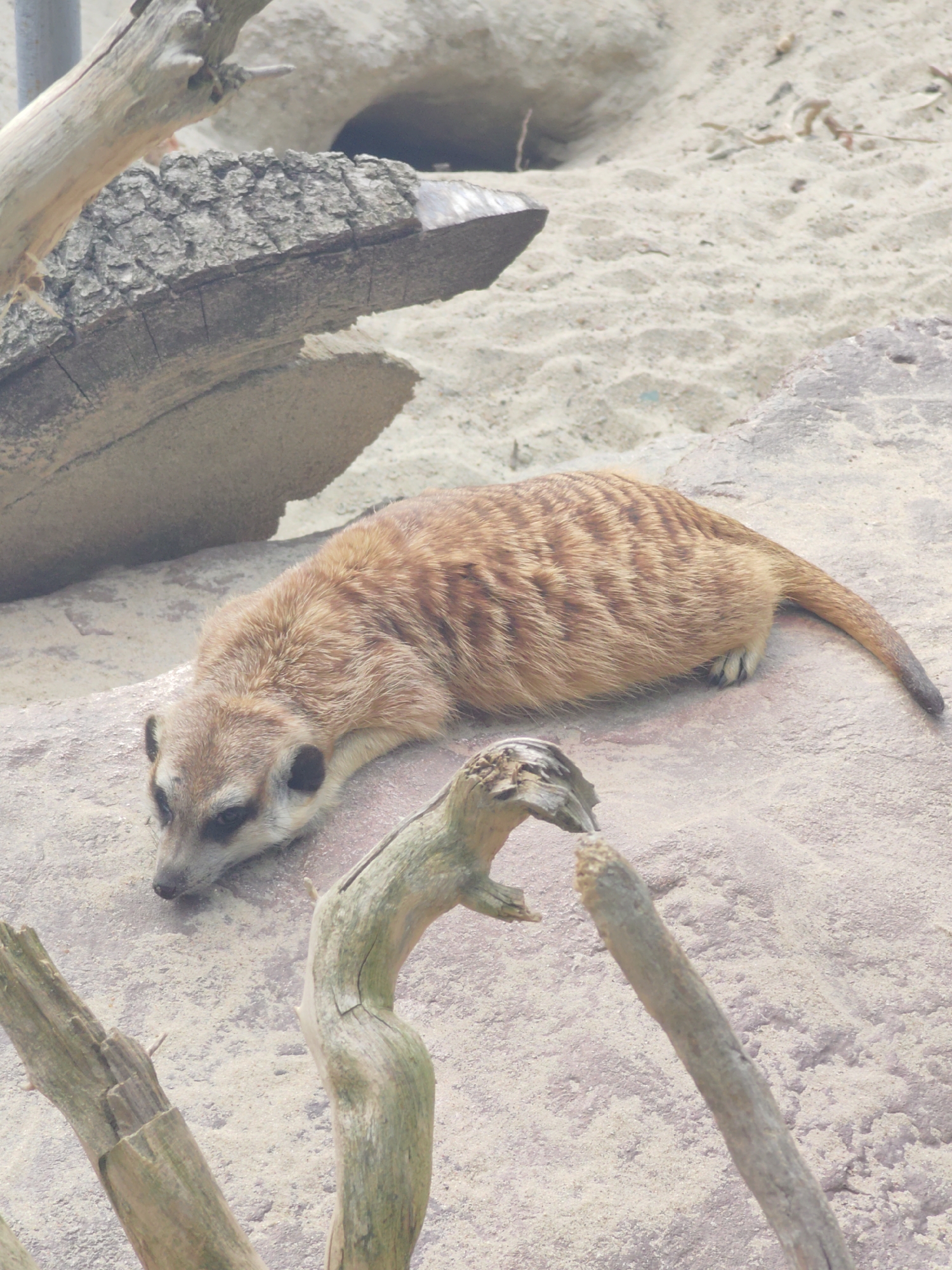 A meerkat is lying on its stomach on a large rock in an outdoor enclosure. The meerkat is light brown with dark stripes on its back and has black markings around its eyes. Its head is turned to the left, and its eyes are open. The ground around the rock is sand, and there are several pieces of driftwood scattered in the foreground and background. In the background, there are larger rocks and a sandy mound with a dark opening. The lighting suggests it is daytime.
