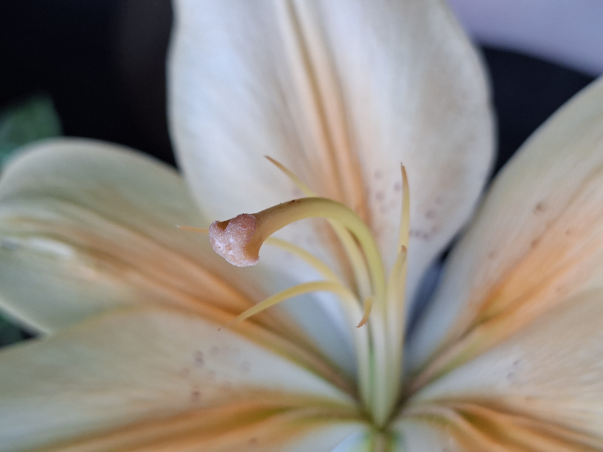 This is an extreme close-up, macro photograph of the reproductive parts of a lily flower. The stamen is prominently featured in the foreground, with its filament curving upwards and the anther covered in a fine, powdery substance. The petals of the lily are visible in soft focus in the background, displaying delicate shades of white and peach with subtle brown speckles. The lighting creates a soft, diffused effect, highlighting the textures and subtle colors of the flower. The background is largely dark, with a hint of lighter color on the right. There are no people, actions, or interactions depicted. The image does not provide any information about its location, including the city of Karsha, Russia.