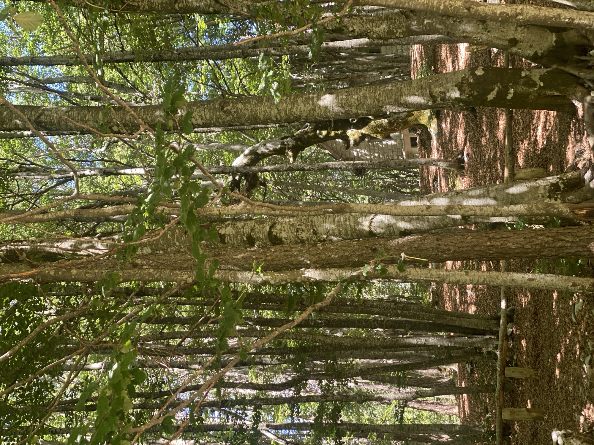 The image depicts a sun-dappled forest scene in Mali Bostur, Montenegro. Tall trees with rough, light-colored bark dominate the foreground and middle ground, their leaves creating a dense canopy that filters the sunlight. The forest floor is covered in a thick layer of fallen brown leaves. In the background, partially obscured by trees, is a rustic stone building with visible windows. A low wooden railing, made of rough-hewn logs, runs horizontally across the lower portion of the frame, supported by wooden posts. The scene is quiet and appears to be an outdoor recreational or natural area.