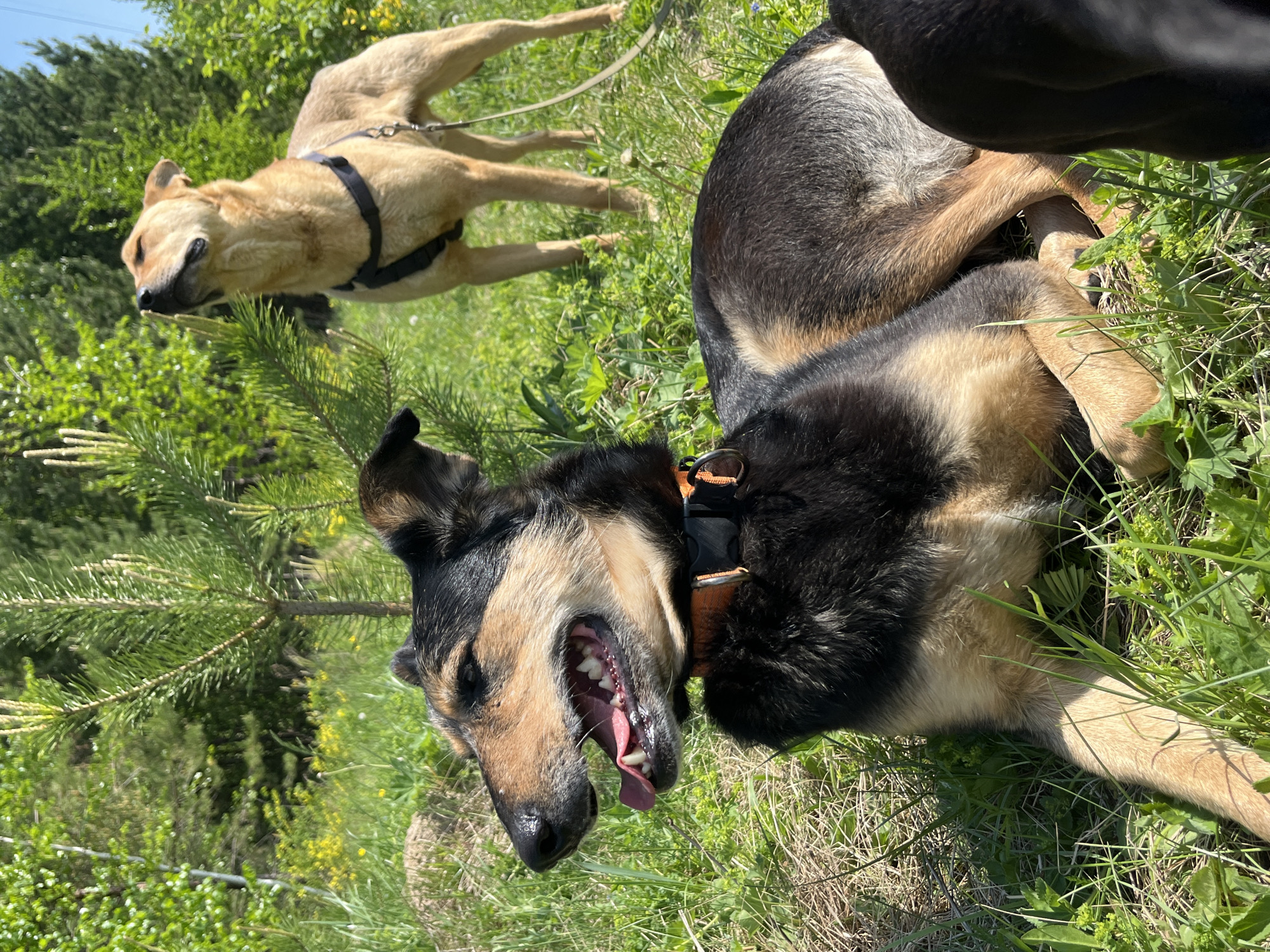 The image shows three dogs in a grassy area. A black and tan dog is lying on its side with its mouth open and tongue sticking out. Another tan dog is standing in the background wearing a harness and leash. A third dog, primarily black, is partially visible in the upper right corner. The location appears to be outdoors, with trees and foliage visible. The picture was likely taken in Nizhny Tagil, Russia.