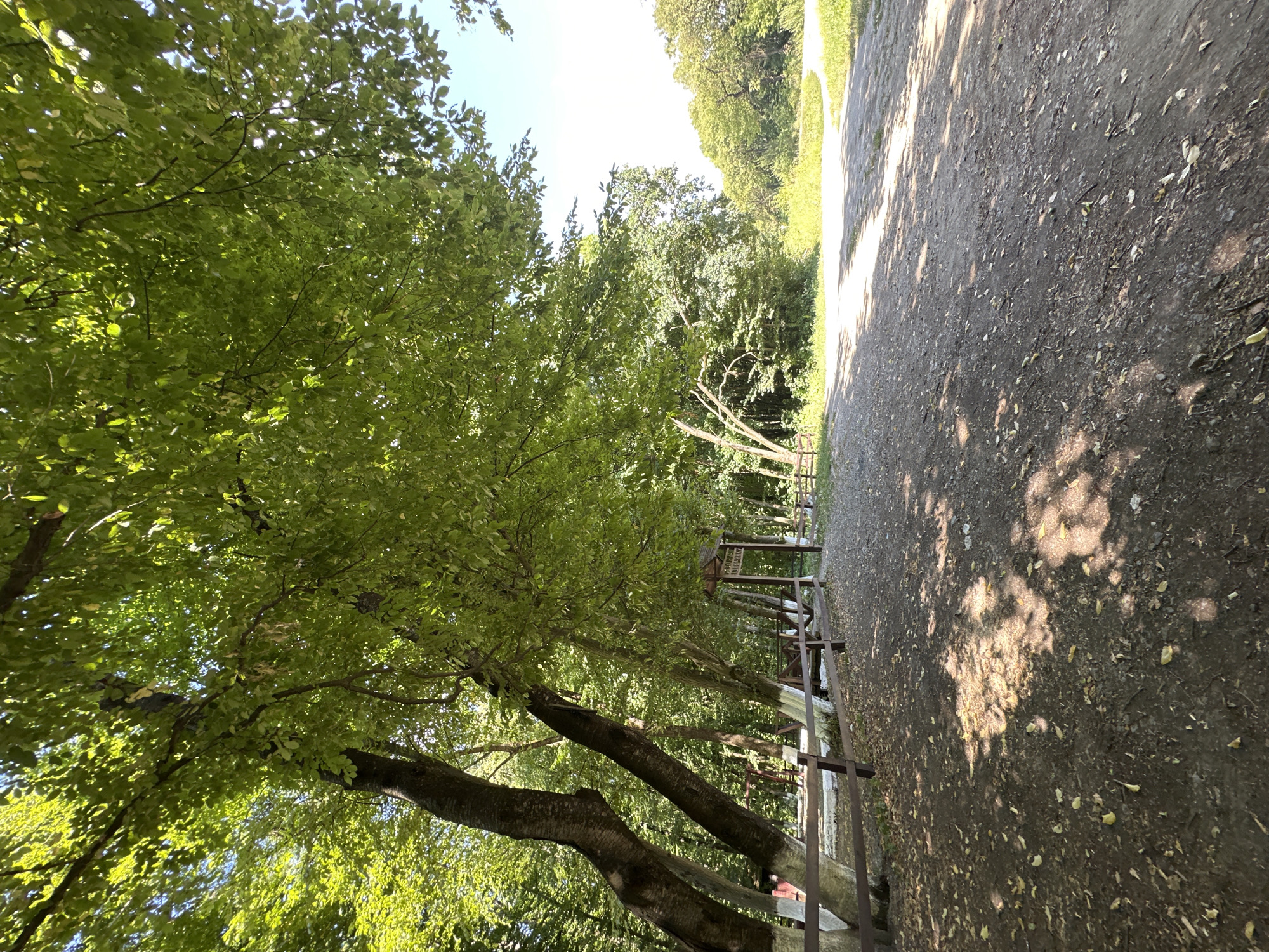 The image depicts a dirt path through a wooded area, likely a park or forest. The path is lined on the left by a wooden fence and several large trees with green foliage. The trees have some white paint applied to their lower trunks. In the background, there are more trees and a clear blue sky. Sunlight filters through the leaves, creating dappled shadows on the ground. A wooden structure with a sign is visible in the distance, also on the left side of the path. There are no people or animals present in the scene. The environment appears to be a natural landscape within the city of Shatava, Ukraine.