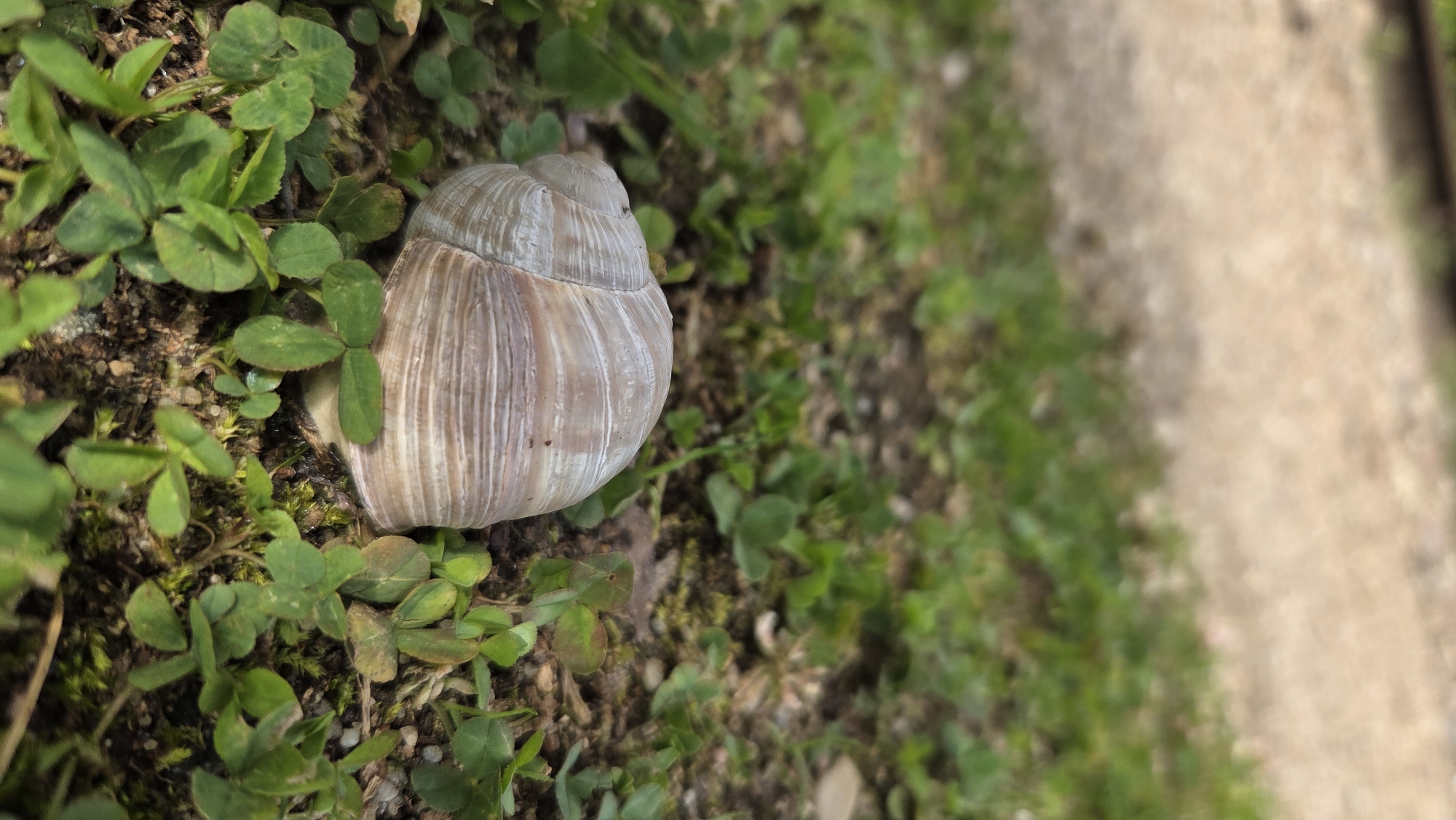 A close-up, low-angle shot captures a snail shell resting on damp earth and clover in Saurieši, Latvia. The shell, a pale beige with faint brown stripes, is the primary subject, positioned in the lower left quadrant of the frame. It appears to be an empty shell, as no snail is visible. The surrounding ground is covered with lush green clover and patches of dark soil, suggesting a natural, outdoor environment. In the blurred background, a light-colored dirt path runs diagonally, separated from the grassy area by a faint dark line, possibly a curb or edge. The lighting indicates it may be daytime, with soft light illuminating the scene. No people or animals are present besides the shell.