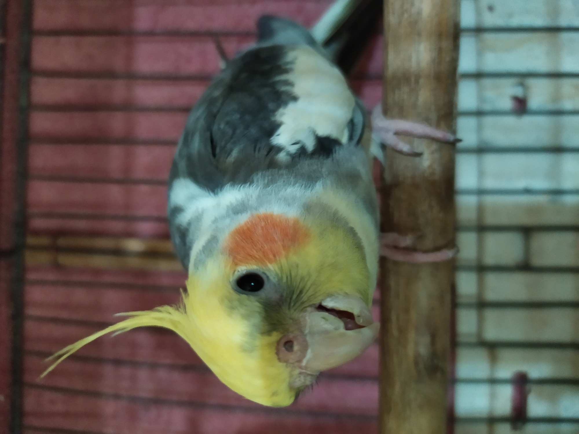 This media file shows a close-up, upside-down, and slightly blurred shot of a cockatiel. The bird is perched on a wooden dowel, which is set against the backdrop of a cage. The cage has red bars in the foreground and a light-colored grid pattern in the background. The bird's head is facing the viewer, with its yellow crest, orange cheek patch, and dark eye clearly visible. Its beak is slightly open, and its tongue is visible. The bird's body is a mix of gray and white feathers. The lighting suggests it is indoors, likely in a domestic setting given the cage. No text is visible in the image. The scene appears to be static, with the bird simply perching. The overall impression is an intimate, albeit unusual, portrait of the bird.