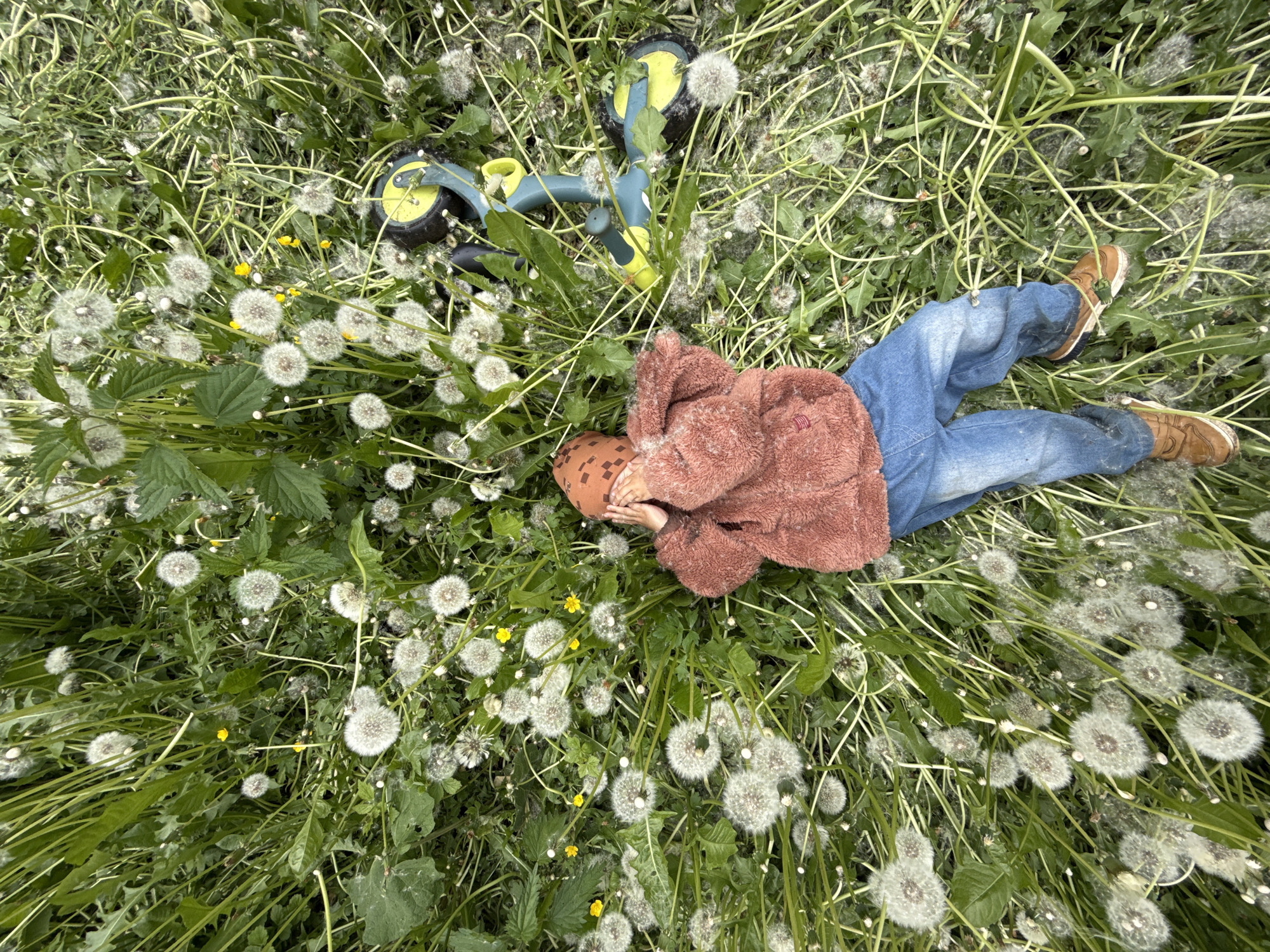 A child lies face down in a field of dandelions, next to a small bicycle. The child is wearing blue jeans, brown shoes, a brown fuzzy jacket, and a brown patterned hat. The child's hands are covering their face. The bicycle is blue and green with yellow wheels. The field consists of green grass, green leaves, and white dandelions with yellow flowers. The picture is an overhead shot. The location and city of Rusanovo, Russia are not confirmed in the image.