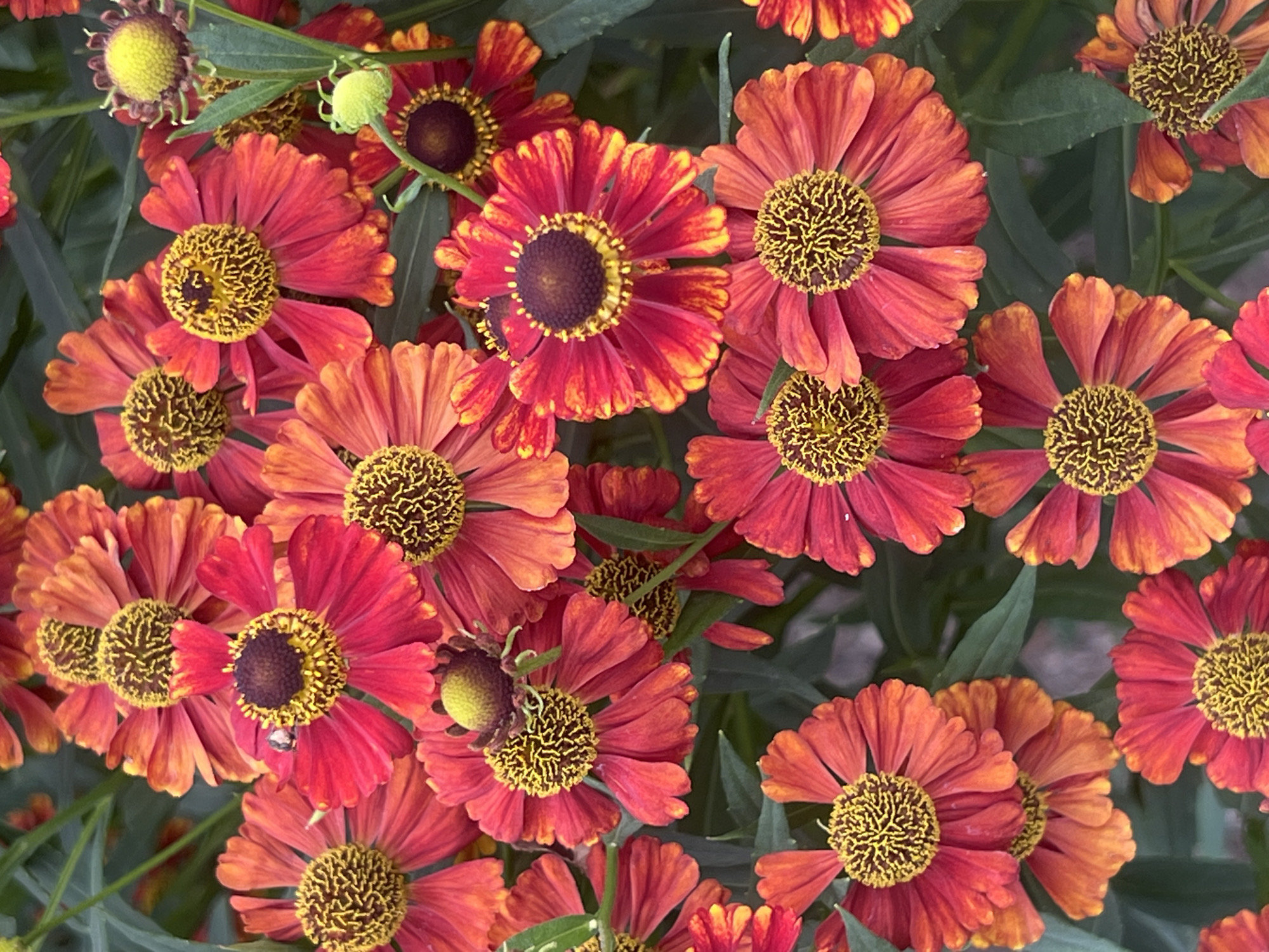 The image displays a close-up, overhead view of a dense cluster of Helenium flowers, also known as sneezeweed, in bloom. The flowers exhibit vibrant shades of red and orange, with prominent yellow centers and dark brown disc florets. The petals are elongated and slightly curled, creating a textured appearance. Some of the flowers are fully open, while others are in various stages of development, including a few buds. The background consists of lush green foliage. This scene is likely from a garden in Augsburg, Germany, a city known for its floral displays, particularly in its public parks and private gardens during the summer blooming season.