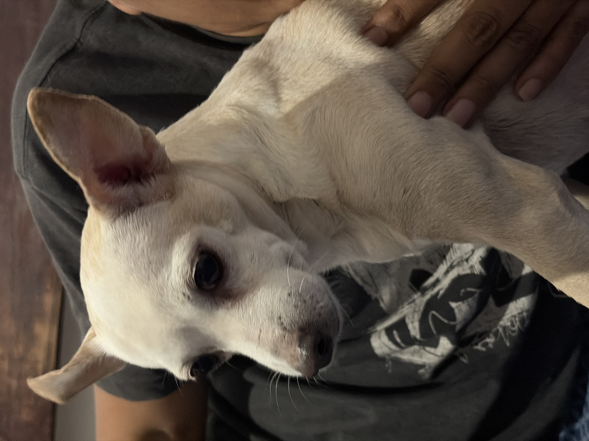 A light-colored, short-haired dog, likely a Chihuahua mix, is depicted in a medium close-up within an indoor setting in Ciudad Guayana, Venezuela. The dog, with cream-to-pale-fawn fur, possesses erect ears, dark eyes, and a dark, lightly speckled nose. A reddish discoloration is visible inside its right ear. Its head is angled to the left, looking downwards. The dog is positioned on the lap or chest of an unseen individual, whose dark-skinned left hand, featuring short nails with pale polish, rests on the dog's right torso. The individual is wearing a dark, short-sleeved t-shirt with a light-colored graphic design visible on the chest area. The background is out of focus, showing a blurry dark brown object in the upper frame and a fragment of blue fabric at the bottom.