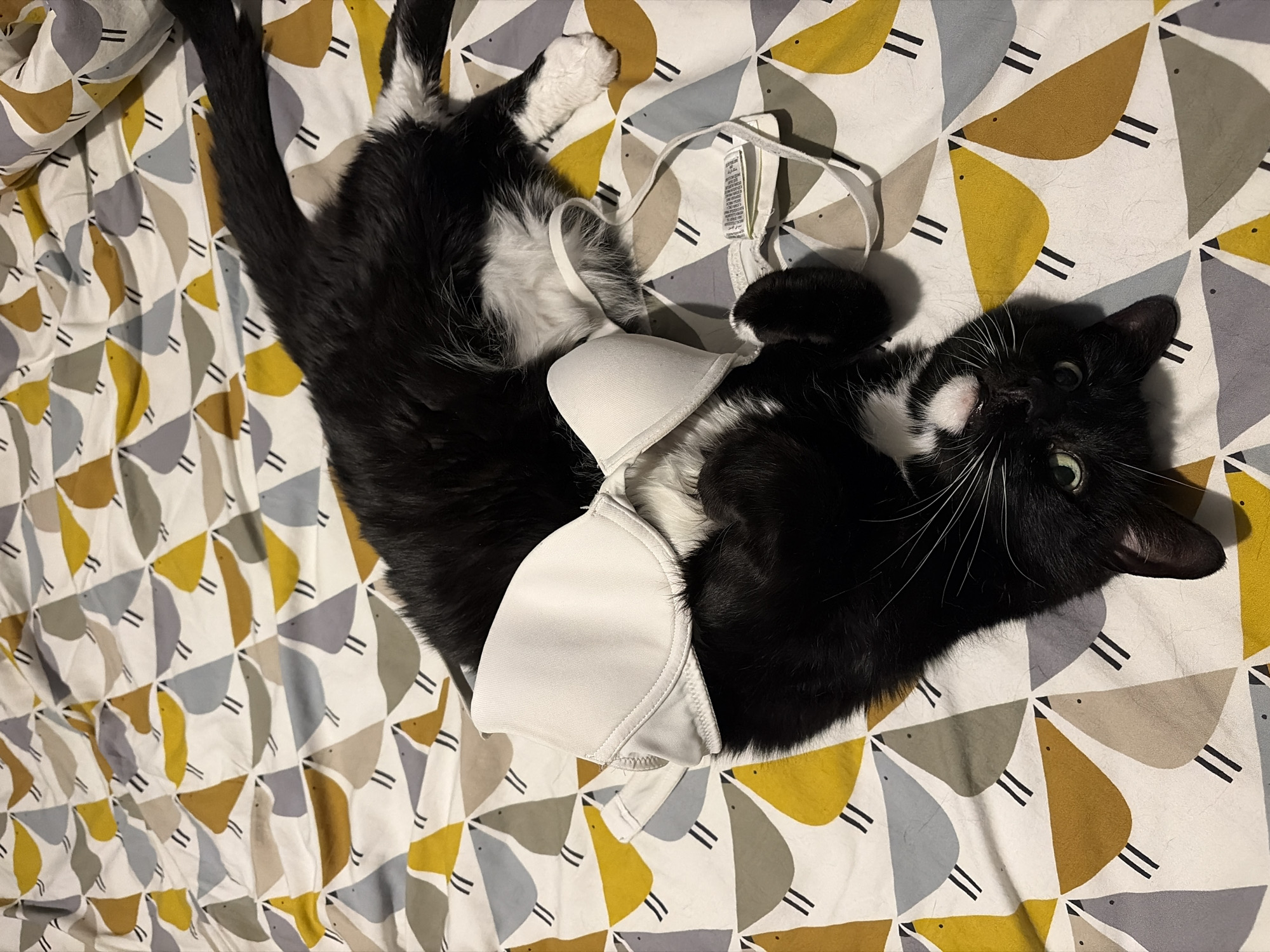 A black and white cat lies on its back on a bed with a patterned duvet cover. The duvet cover has a repeating design of bird-like shapes in yellow, gray, and white. A white bra is draped across the cat's body. The cat is looking up and to the right with its green eyes. The cat's tail extends to the left side of the frame. The location is unknown.