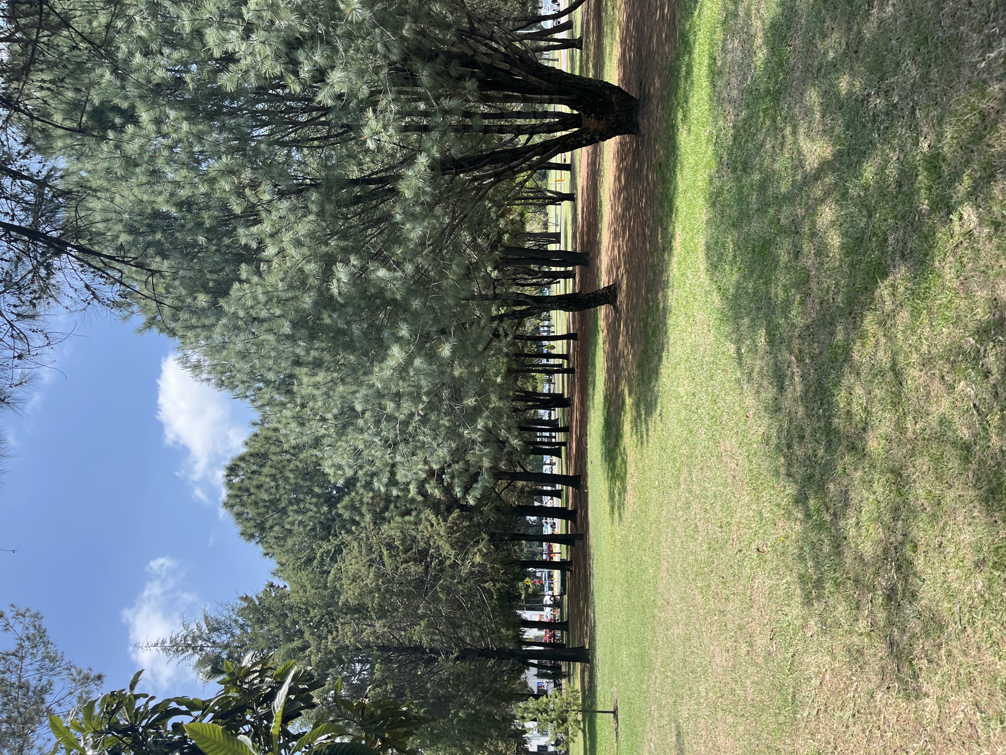 The image captures a vibrant outdoor scene, likely a park or public green space in San Andrés Cholula, Mexico, under bright daylight. The main feature is a long, linear arrangement of tall, mature evergreen trees, possibly pines, running diagonally across the left side of the frame. These trees exhibit dense, healthy green foliage, and their dark trunks are clearly visible.
To the right of the tree line, a wide expanse of green grass stretches into the distance, showing variations in density with some sparser, drier patches. Bright sunlight casts long, distinct shadows from the trees onto the grassy area, suggesting a clear day. Beneath the trees, there appears to be a path or strip of bare, brownish earth.
In the background, visible through the gaps between the tree trunks, are glimpses of a more developed area. Several vehicles, including cars and trucks, can be seen, indicating the presence of a road or parking lot bordering the park. Beyond the vehicles, some indistinct buildings are faintly visible. The sky, prominent in the upper left corner and peeking through the tree canopies, is a clear blue adorned with scattered white, fluffy clouds. In the immediate foreground, at the lower left, are some broad-leafed green plants.
No people or specific activities are observable, lending a serene and quiet atmosphere to the scene. The weather is clear and sunny, and the time of day is during daylight hours, likely morning or afternoon based on the shadow patterns. No visible text is present in the image.