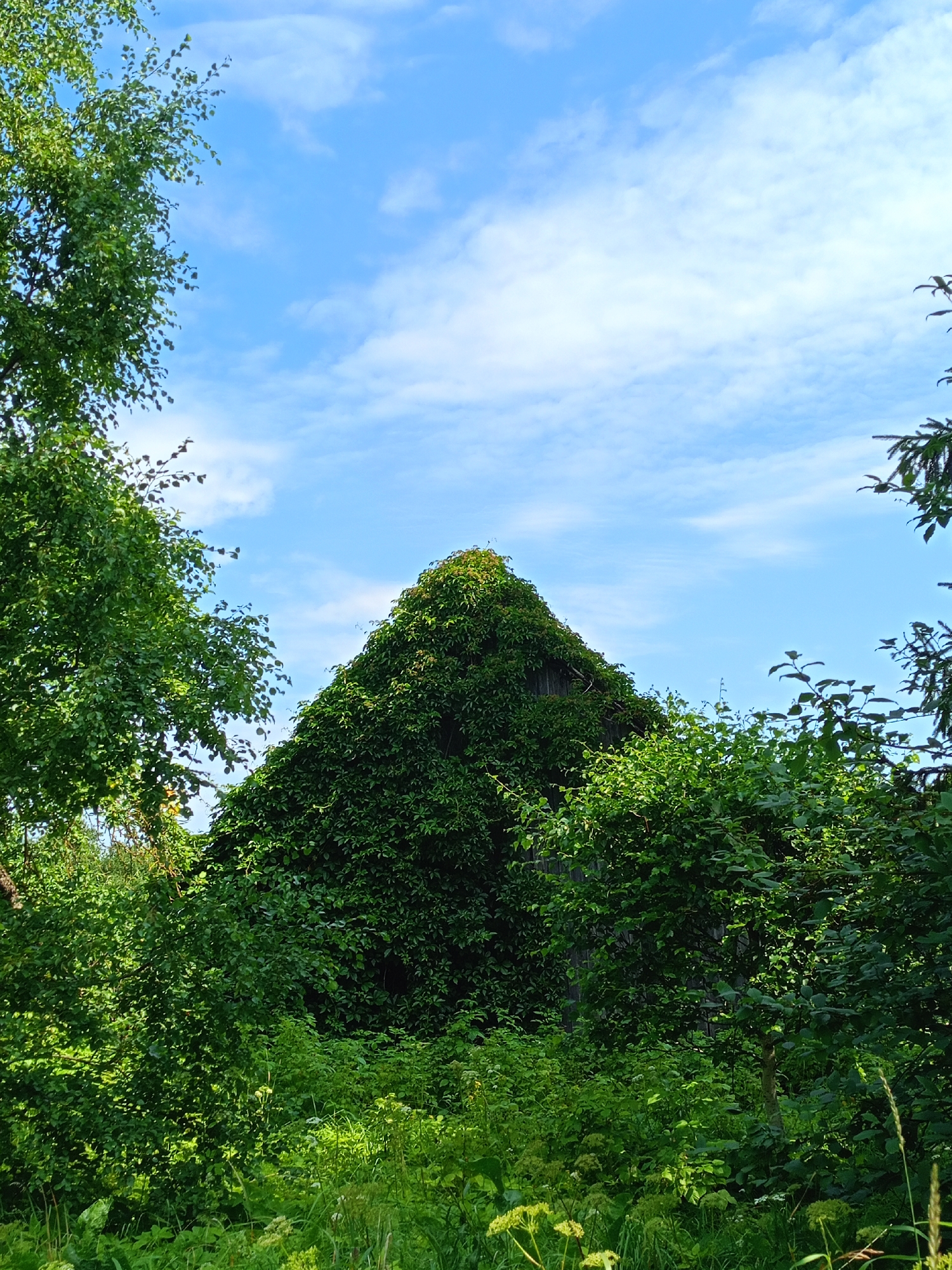 In a rural setting within Peetri alevik, Estonia, a steep, triangular roof of a building is almost entirely covered by dense green ivy. The ivy forms a thick carpet, obscuring the underlying structure, which appears to be made of dark wood. The roof's peak is sharp and points towards a bright blue sky scattered with wispy white clouds. Lush green foliage, including trees and undergrowth, surrounds the base of the building, creating a wild and overgrown appearance. The foreground is dominated by various green plants and tall grasses, some with faint white flower clusters. The image captures a moment of nature reclaiming a man-made structure.