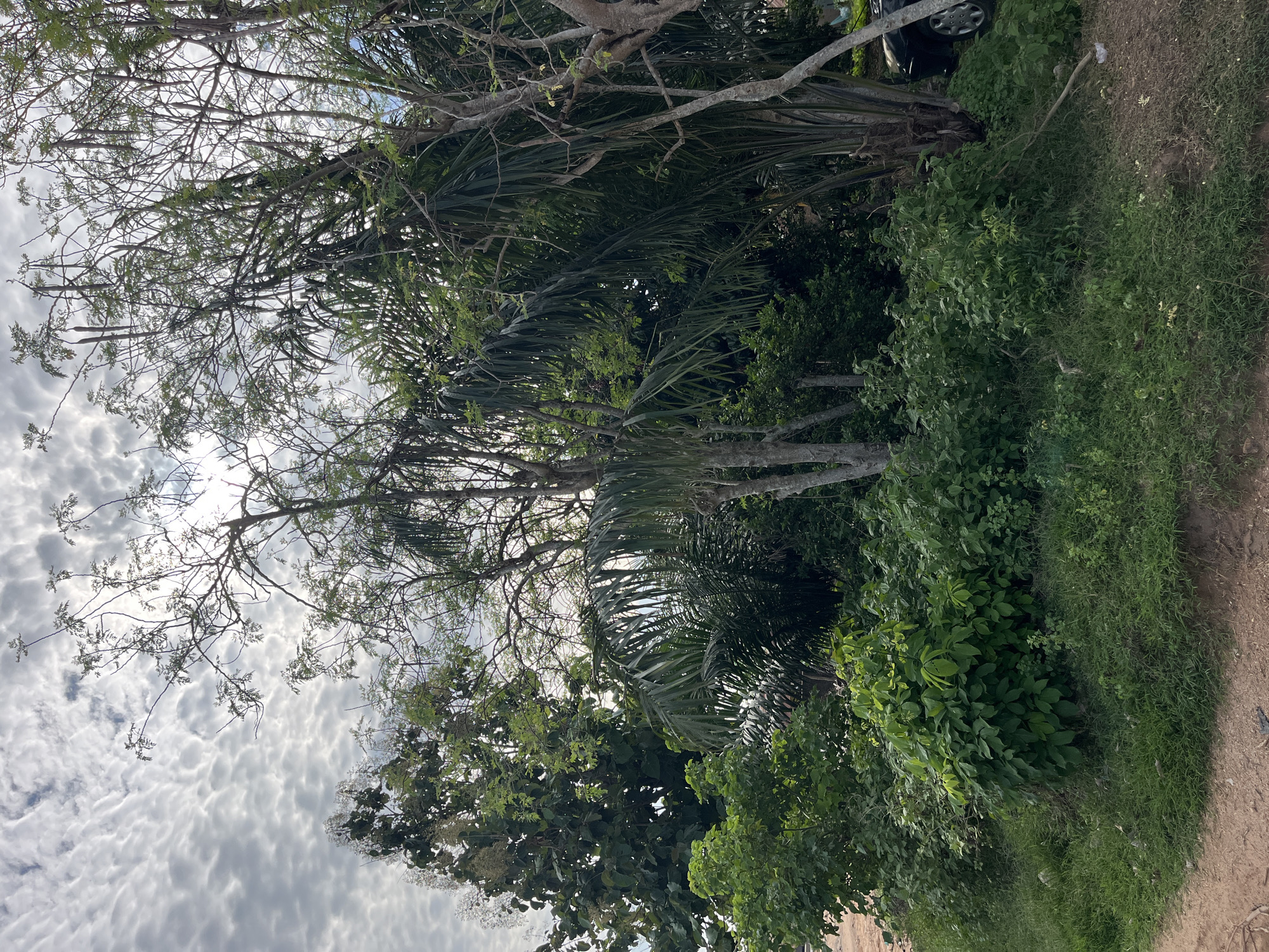 The image captures a vibrant outdoor scene dominated by dense vegetation and a bright, cloudy sky in Osogbo, Nigeria. The perspective looks upwards through a canopy of trees and across an area of lush growth.
In the upper and central portions of the image, various types of trees intermingle. Some feature intricate networks of slender, light-colored branches with sparse green leaves, while others display prominent, large, dark green palm fronds. A multitude of smaller trees and bushes with dense, varied green foliage fill the spaces beneath and between the larger trees.
The sky, visible through and above the tree canopy, is largely covered by textured, white and grey clouds, suggesting an overcast but bright daytime. Sunlight filters through the clouds, illuminating parts of the sky and creating bright spots.
The lower right side of the image shows a section of a dirt path or bare earth, with patches of green grass and other low-growing plants. A few small pieces of debris, including a light-colored stick, are visible on the ground. A partial view of a dark-colored vehicle, specifically a wheel and part of its body, is seen at the very top edge of the dirt area, partly obscured by foliage.
No specific activity or event is taking place, and no people are visible. The scene conveys a sense of natural tranquility typical of a tropical environment. There is no visible text.