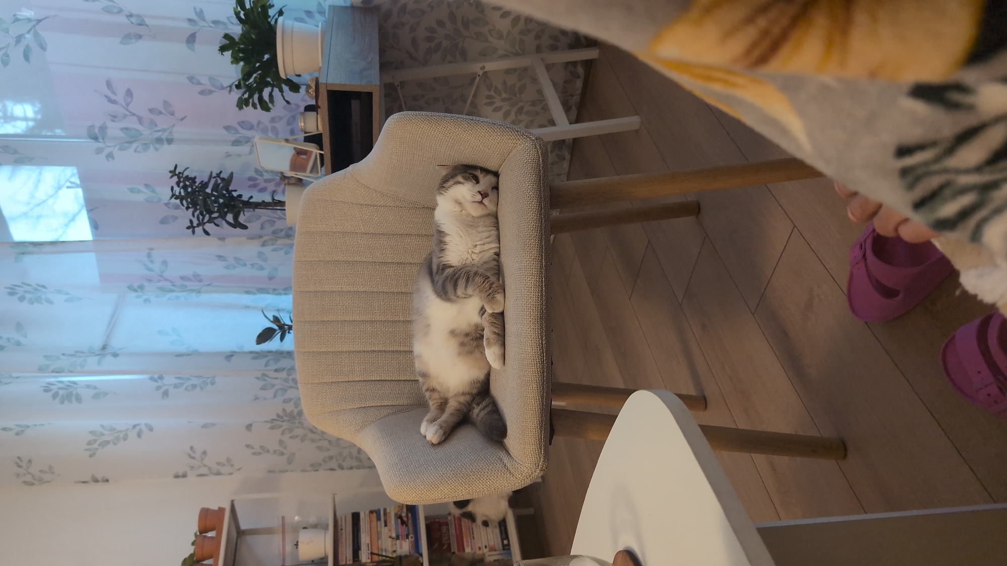This interior scene is located in Burgas, Bulgaria. A domestic cat, exhibiting a grey and white bi-color pattern, is observed sleeping soundly on its right side on a light grey, fabric-upholstered armchair with wooden legs. The cat's face is pressed into the chair's backrest, and its paws are tucked beneath it, exposing its white belly.
In the background, a window is covered by sheer white curtains featuring a light blue/green leaf motif. Beyond the curtains, bare tree branches are faintly discernible against a bright, overcast sky.
To the left of the armchair, a white multi-tiered shelving unit displays three small potted plants in terracotta containers on its top shelf, and multiple stacks of books on lower shelves, alongside a white cup or planter. A second domestic cat, predominantly white with dark grey markings, is partially visible at the base of the shelving unit, facing away from the camera.
To the right of the armchair, a light wooden desk or side table is positioned against a wall also covered by a leaf-patterned fabric or wallpaper. On the table, a small white-framed mirror, two small potted plants (one with dark leaves, one with green foliage), and various indistinct small objects are arranged. Another potted plant, appearing to be a fern, sits in a white pot on the floor beneath the desk.
The foreground reveals the feet of a person, resting on a light brown wooden floor. One foot wears a bright fuchsia-colored plastic sandal. The person's lower legs and feet are partially covered by a patterned blanket, displaying yellow and dark grey abstract leaf designs on a light grey background. Part of a white coffee table with wooden legs is visible in the lower left foreground, with a glass resting on it.