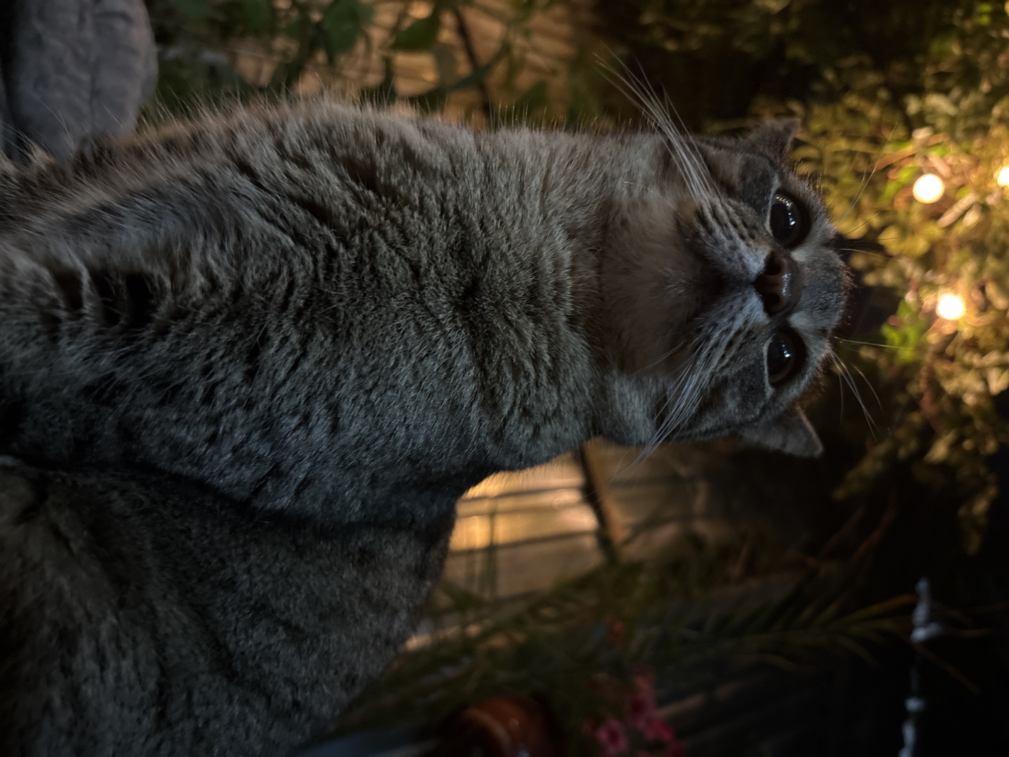 A low-angle, close-up shot features a grey tabby cat looking upwards. The cat's fur is detailed, showing individual hairs and tabby markings. Its whiskers are prominent. In the background, blurred green foliage is illuminated by warm, circular lights, possibly fairy lights or outdoor lamps. A hint of pink flowers and darker foliage is visible to the right. The setting appears to be outdoors, possibly in a garden or patio area. No specific Almaty landmarks are identifiable, and the scene focuses solely on the cat and its immediate surroundings.