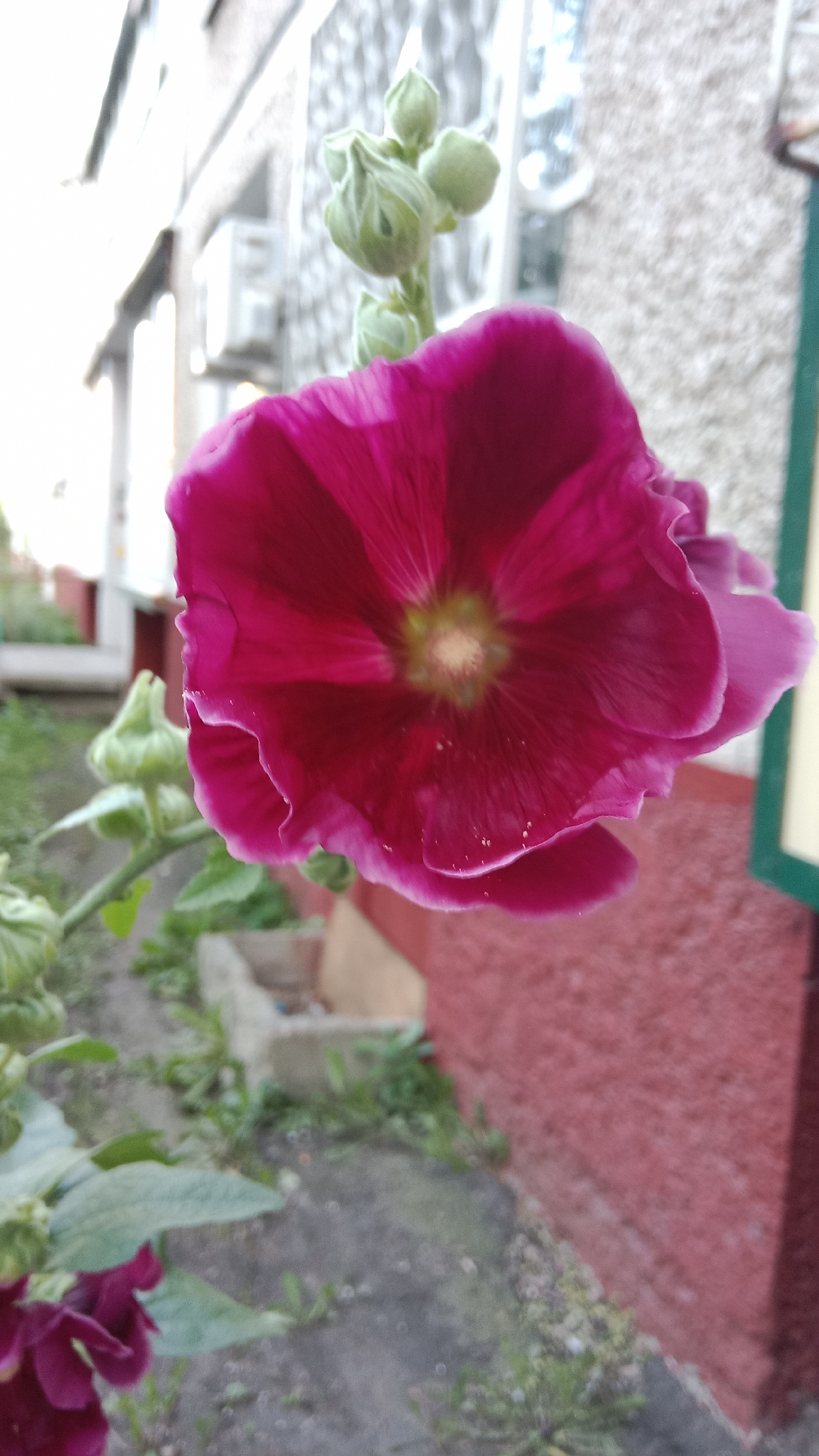 A close-up, eye-level shot captures a vibrant, fuchsia-colored mallow flower in bloom, its ruffled petals unfurling outwards from a pale yellow center. The flower is positioned in the foreground, slightly off-center to the right, and takes up a significant portion of the frame. Dew drops glisten on the petals, suggesting recent moisture. Behind the flower, a stalk with several unopened green buds is visible.
The background depicts a residential area, likely in Petropavl, Kazakhstan. A rough, textured, reddish-pink wall of a building forms the immediate backdrop to the right. To the left, a blurred view of a building with white vertical elements, possibly window frames or architectural details, is discernible. The ground in the mid-ground and background appears to be a mix of soil and pavement, with patches of green grass and some indistinct concrete structures, possibly planters or low walls. The overall lighting suggests it is daytime, possibly late afternoon or early morning due to the soft illumination. There are no people or animals present in the image. The focus is solely on the flower and its immediate surroundings.