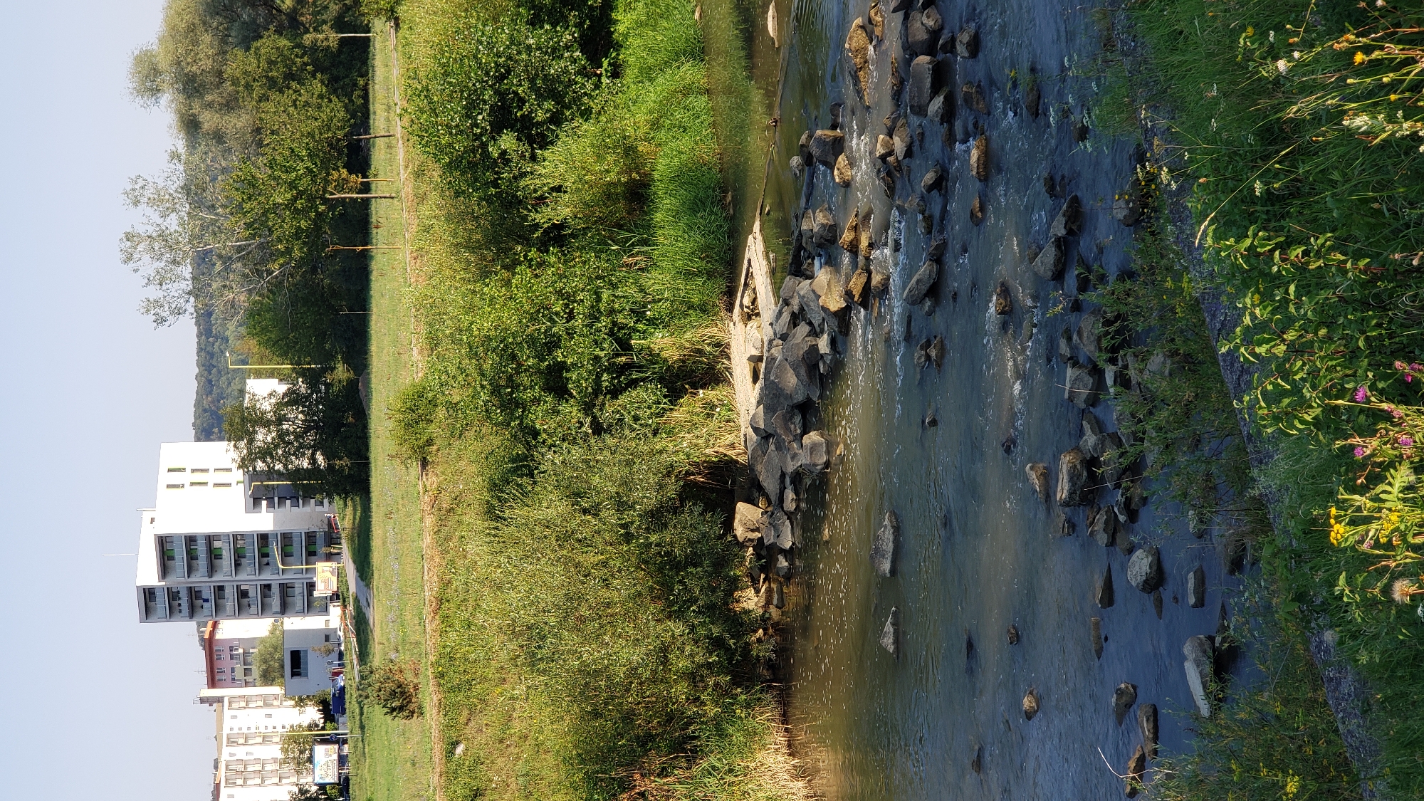 The image depicts a natural scene with urban elements in Prešov, Slovakia. In the background, a modern white high-rise apartment building stands tall amidst other residential structures and lush green trees. A road and grassy areas are visible in front of the buildings. In the foreground, a body of water, likely a river or stream, flows over rocks. The water has a murky green-brown hue and is interspersed with numerous grey rocks of various sizes. Dense green vegetation lines the banks of the watercourse, with tall grasses and bushes creating a natural barrier. Some wildflowers, including yellow and pink blooms, are scattered along the grassy embankment in the lower part of the image. The sky above is clear and blue, suggesting a sunny day. The overall impression is a harmonious blend of urban development and natural landscape.