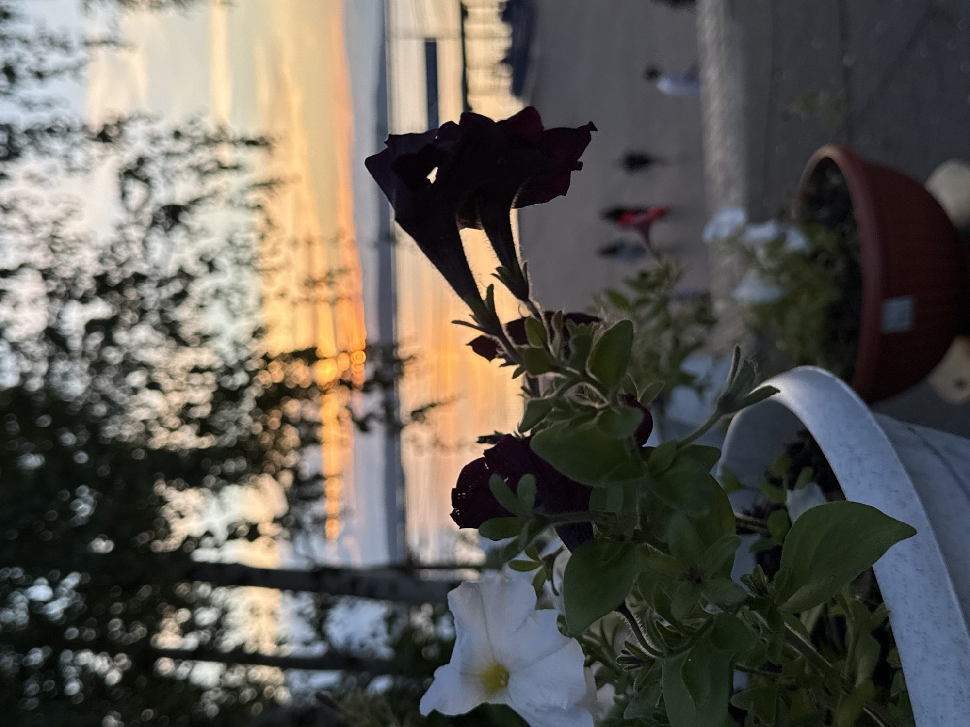 A close-up, low-angle shot focuses on two flowers in pots in the foreground, with a blurry sunset over a body of water in the background. The flower on the left is white with a yellow center, and the flower on the right is a deep purple. Green leaves and stems are visible, as are the white and reddish-brown pots they are planted in. Behind the flowers, the water reflects the orange and yellow hues of the setting sun, and trees with dark, out-of-focus foliage line the horizon. Several silhouetted figures are visible walking along a paved area in the middle ground, and a boat is docked in the water. The overall impression is one of a peaceful, late-day scene by the water.