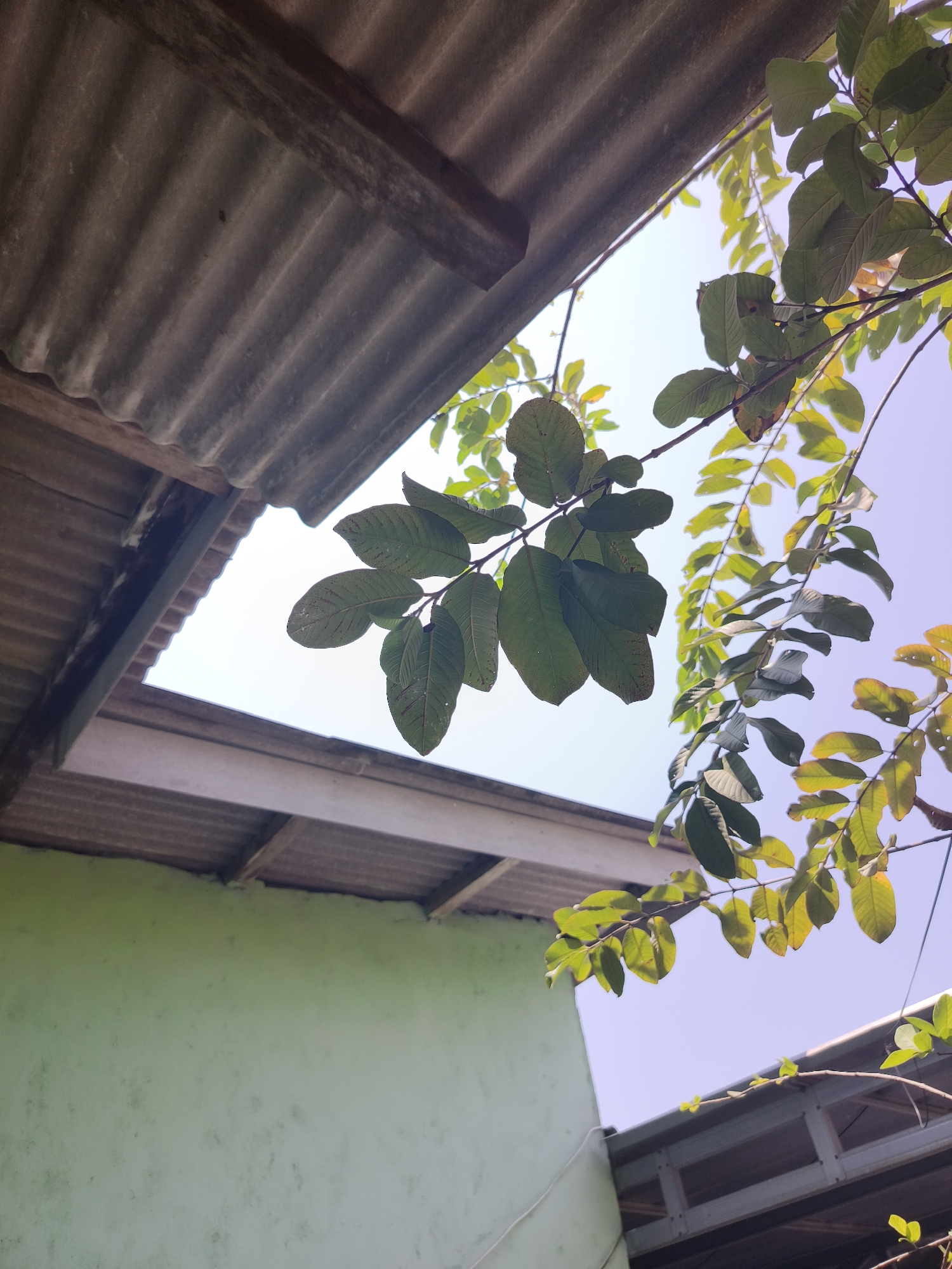 The image, taken in Pangkalpinang, Indonesia, shows an outdoor scene with a bright, overcast sky. In the foreground, branches with green leaves, possibly from a guava tree, extend into the frame from the right and center. The leaves are a mix of dark green and lighter, yellowish-green, with some exhibiting small dark spots.
The upper portion of the image is dominated by the corrugated, weathered surface of a roof, supported by wooden beams. This roof appears to be part of a structure, potentially a house or outbuilding. Below and to the left of this roof is another, lighter-colored roof structure, also with corrugated material.
Further down and to the left, a section of a light green wall is visible, showing some texture and possibly water stains or discoloration. In the lower right of the image, another roof structure, this one with a metallic sheen and exposed beams, is visible beneath a thinner branch with small, bright green leaves. The overall impression is one of a residential or utilitarian outdoor space with natural elements interacting with man-made structures. No people are present in the image.