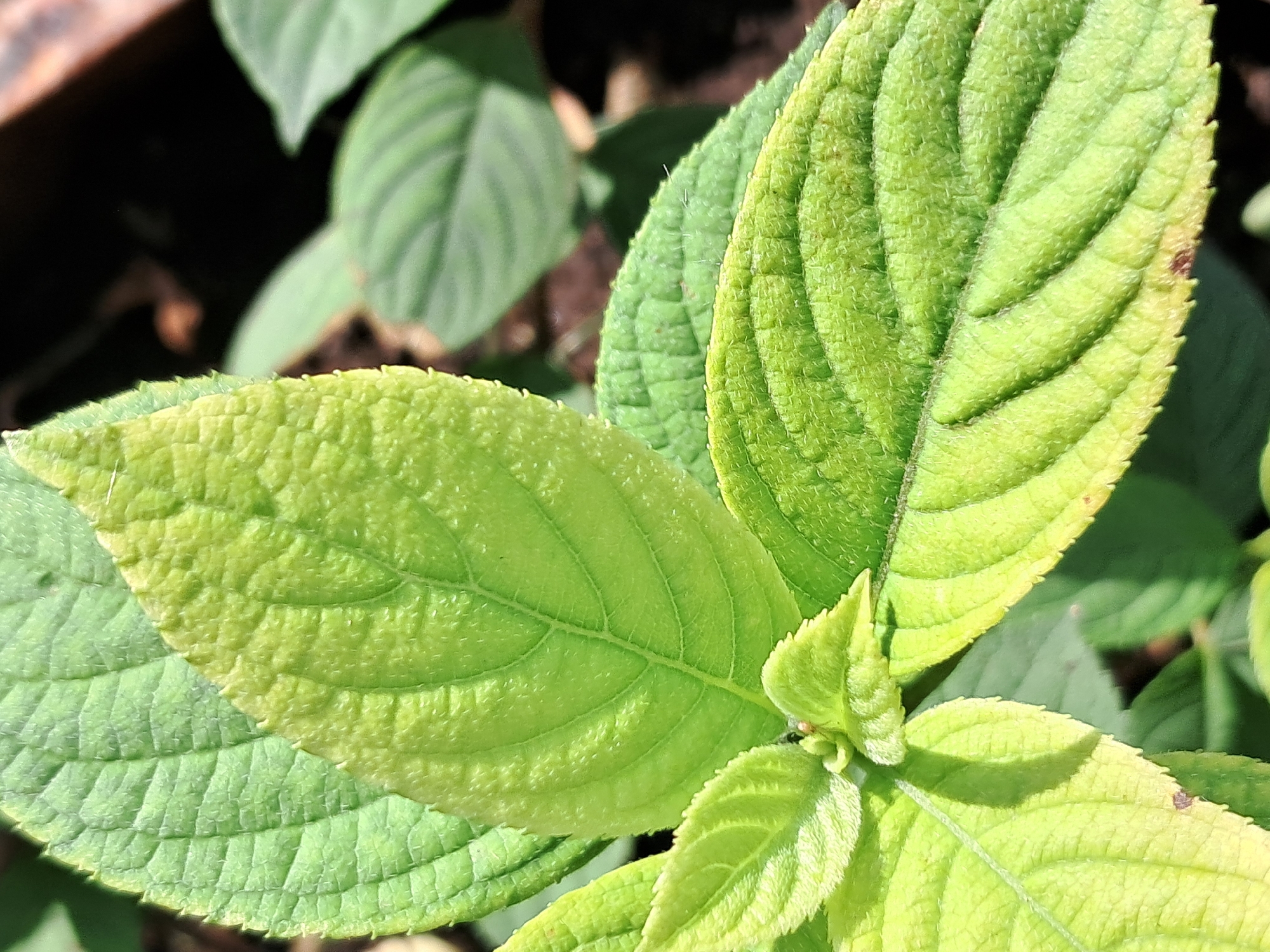 This is a close-up, macro photograph of several green leaves of a plant. The leaves are textured with visible veins and a slightly fuzzy surface. The focus is sharp on the leaves in the foreground, with a blurred background that suggests other foliage and a dark, possibly organic material. The lighting is bright, creating highlights and shadows that emphasize the texture of the leaves. The image does not contain any people, animals, or man-made objects. It is a natural scene focused on botanical details. The prompt requests information about the location in Ivanivka, Ukraine, but this information cannot be determined from the image itself.