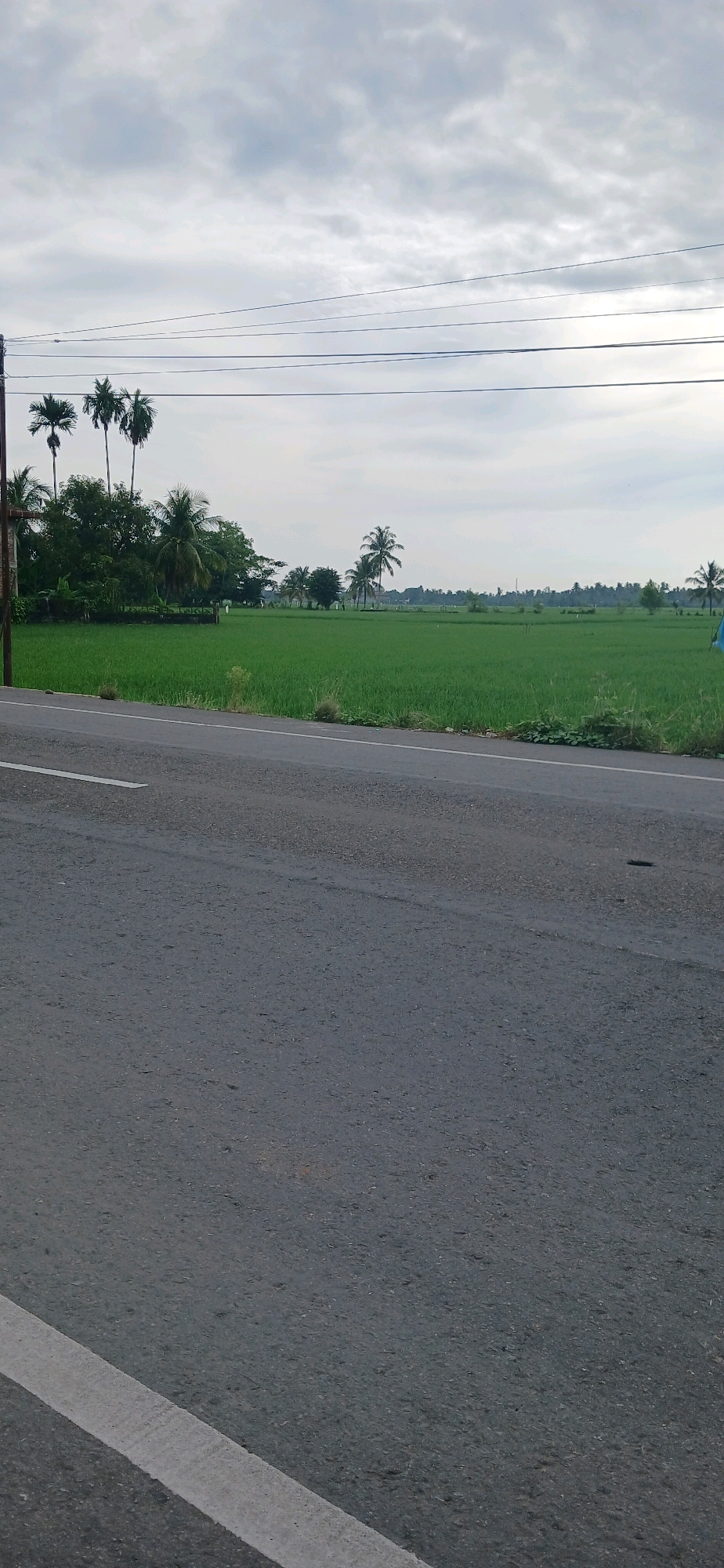The image depicts a rural scene on a cloudy day in Matangjareung, Indonesia. In the foreground, a grey asphalt road with a white line marking its edge runs diagonally across the frame. Beyond the road lies a vast, vibrant green rice paddy field. Scattered throughout the field are a few small, white markers or stakes. In the mid-ground, a line of lush green trees, including several tall palm trees, separates the road from the rice field. Overhead, several power lines stretch across the sky, supported by a pole visible on the left side of the image. The sky is overcast with a thick layer of grey clouds. The overall atmosphere is tranquil and rural.