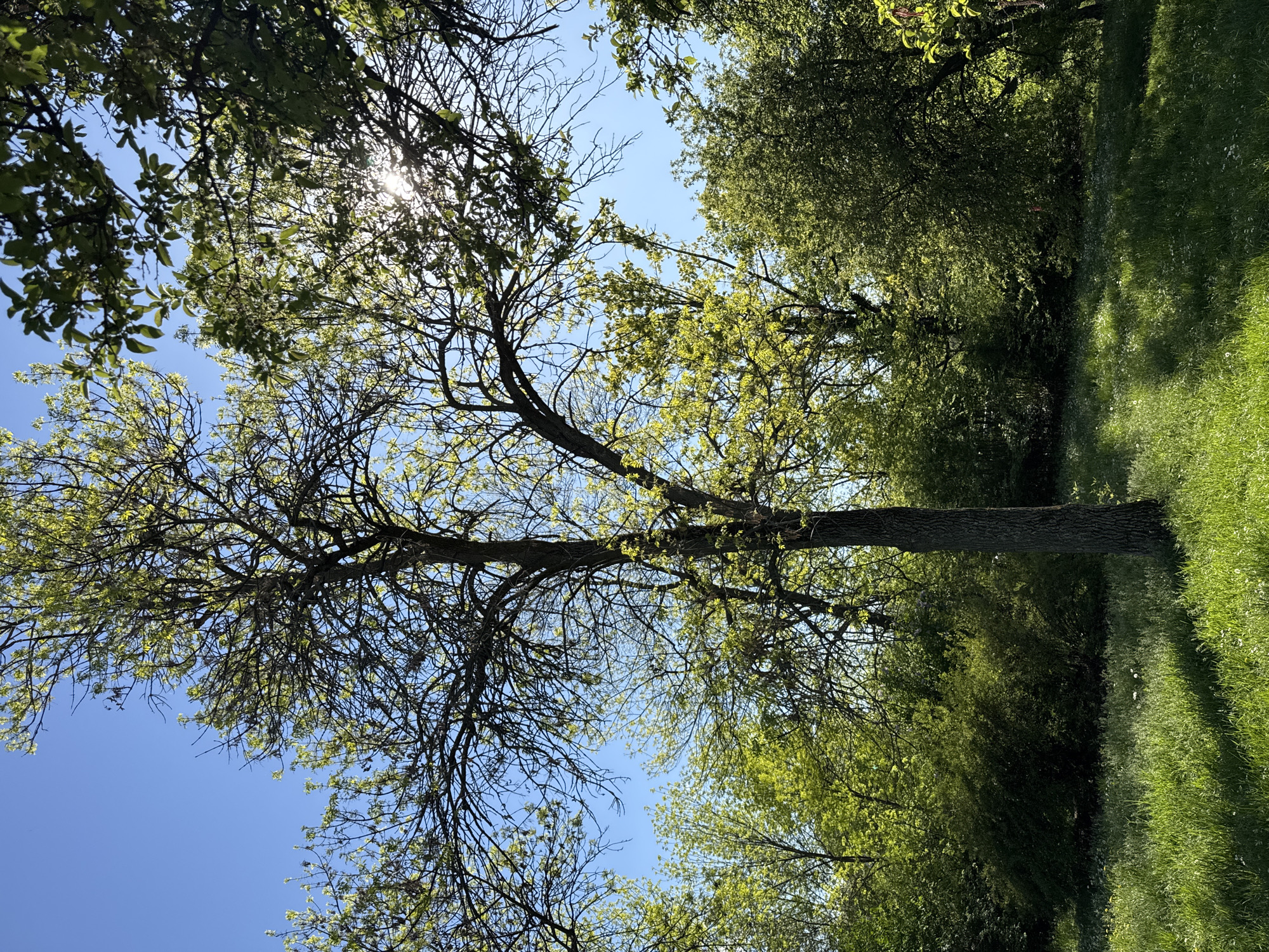 The image captures a tree viewed from a low angle, with the trunk positioned vertically and extending into the sky. New leaves are emerging on the tree's branches, and the sun is shining through the leaves. The sky is clear and blue. To the right of the tree, dense green foliage and grass are visible. The location is likely a park or green space. There are no people visible in the image. The image could be located in Sofia, Bulgaria, or in any other city with similar vegetation and climate.