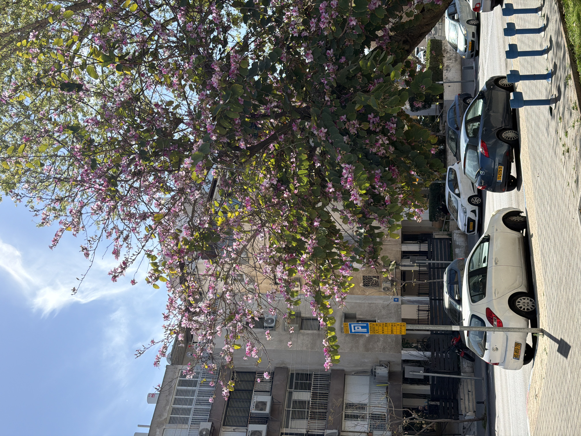The image depicts a Tel-Aviv street scene on a sunny day. A flowering tree with pink blossoms dominates the left side of the frame. A multi-story building with numerous windows, air conditioning units, and a parking sign, possibly related to designated parking hours/zones, is present in the background. Several parked cars line the right side of the street, with blue bollards separating the sidewalk from the parking area. The sky is blue with a faint, wispy cloud.