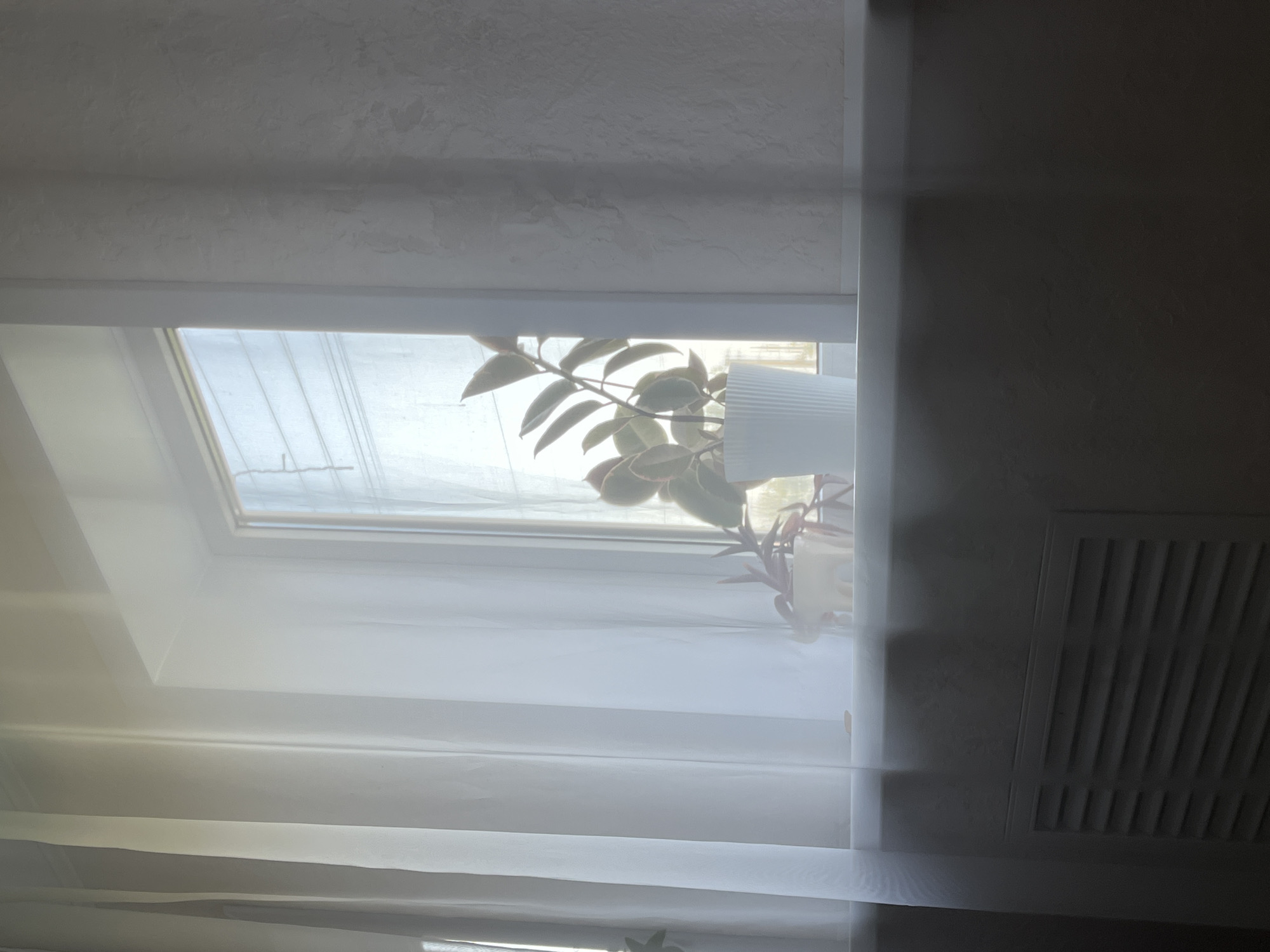 A potted plant sits on a windowsill in a room in Krasnyye Barrikady, Russia. The plant is a variegated ficus, with large, glossy leaves that are green and white. It is in a white ceramic pot with a ribbed texture. The windowsill is white, and the wall behind it is textured and painted a light color. To the left of the window is a sheer white curtain. The window itself is open, with blinds visible behind the curtain. Sunlight streams through the window, illuminating the room. Below the windowsill is a radiator with horizontal slats. The overall impression is one of quiet domesticity.