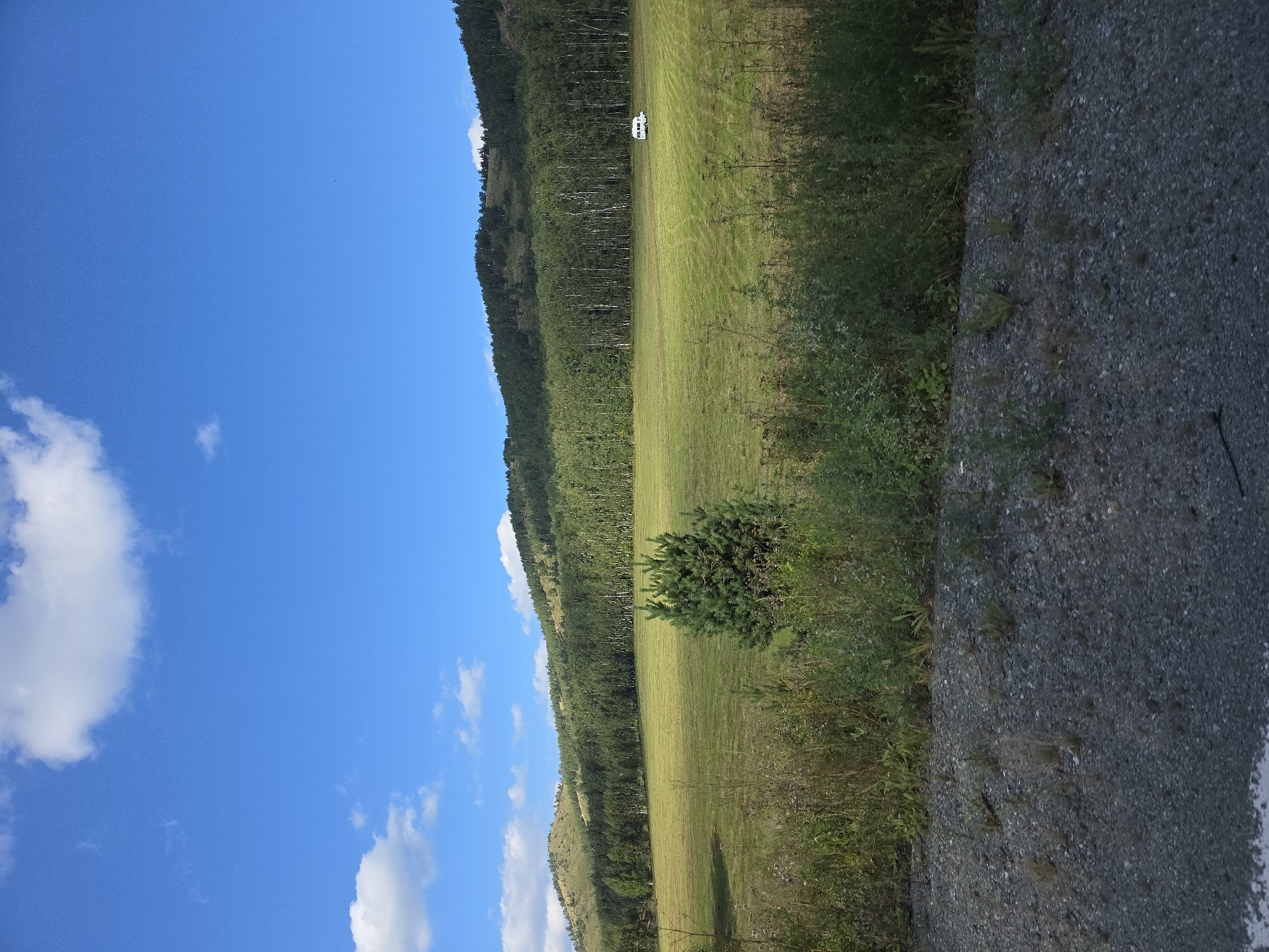 A wide, horizontal shot captures a serene natural landscape under a bright blue sky with scattered white clouds. In the foreground, a gravelly area transitions into a lush green field dotted with tall grasses and weeds. A small, dark green evergreen tree stands prominently in the middle ground. Beyond the field, a dense forest of deciduous trees stretches across the base of a rolling, tree-covered hill. In the distance, a white camper van is parked in the field. The scene depicts a peaceful, rural environment.