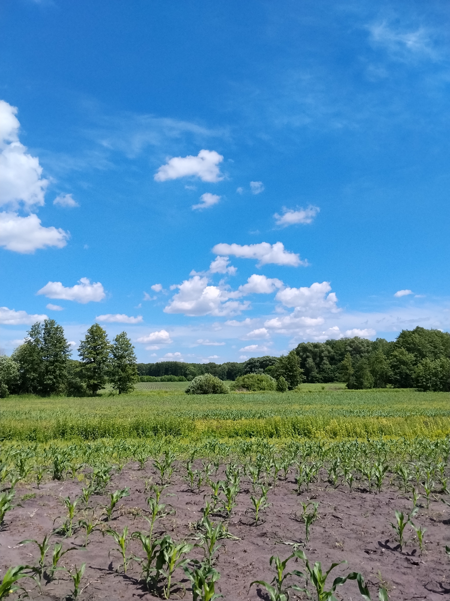 The image depicts a vast agricultural field under a bright blue sky dotted with scattered white clouds. In the foreground, rows of young corn stalks are emerging from dark soil, indicating a recent planting. Beyond this, the field transitions into taller, greener crops, possibly wheat or another grain, with further rows of crops visible in the distance. A dense line of trees forms the horizon, with a mix of deciduous and coniferous species. The overall impression is one of rural tranquility and agricultural activity. The image does not contain any people or any specific identifiable landmarks that would confirm a location in Matyashivka, Ukraine, or any other specific geographical area.
