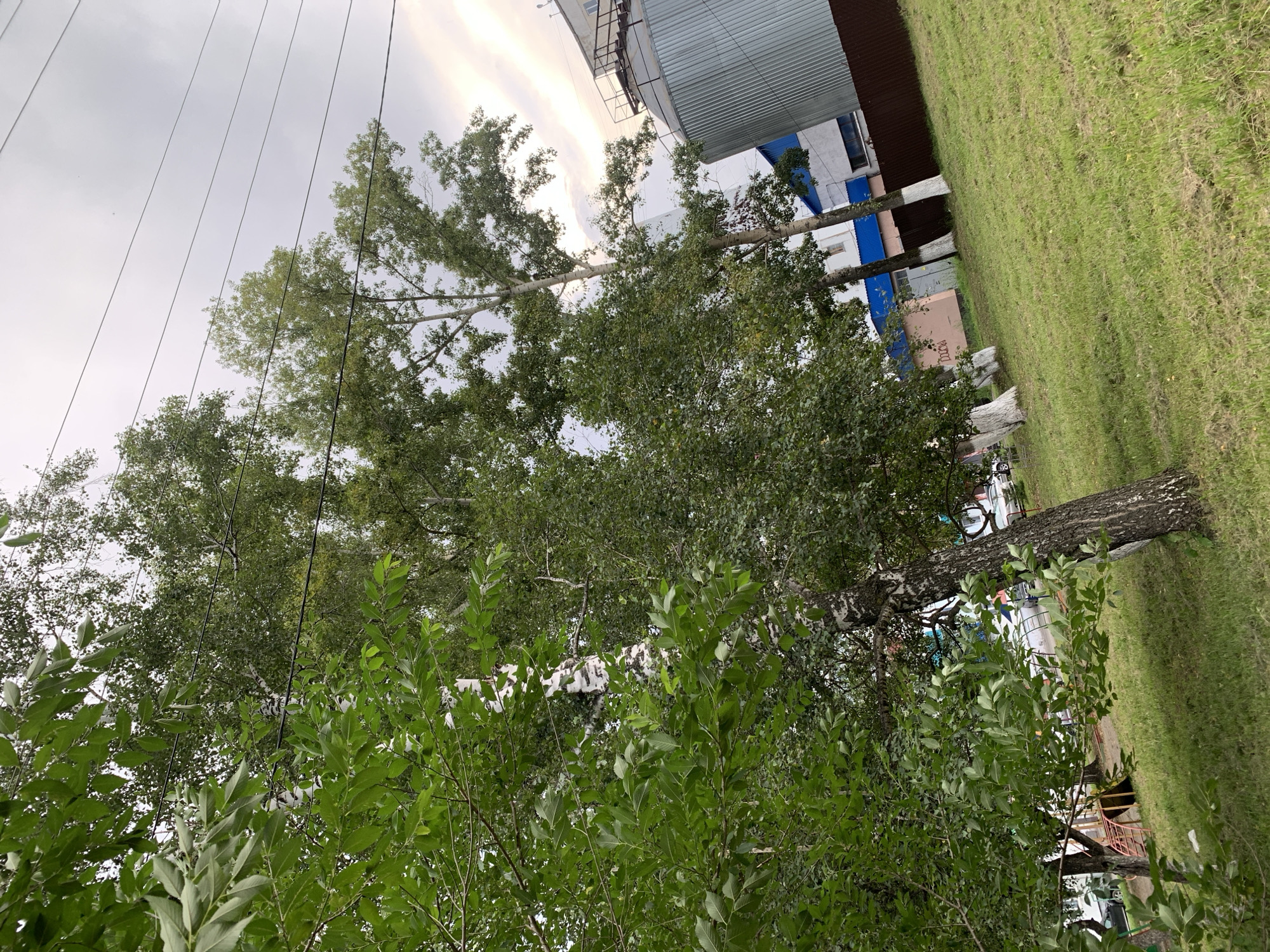 An outdoor shot captures a park area with trees and industrial structures. In the foreground, a birch tree with white and black bark stands prominently on the left. To the right, a large, corrugated metal silo is visible, alongside a brown fence. Behind the trees, several buildings can be seen, one with a blue roof and another with a light pink facade. The sky above is overcast. The image appears to be taken in Prokopyevsk, Russia, suggested by the presence of industrial elements that are common in such cities, as well as the architectural style of the buildings. No people or animals are present in the frame.