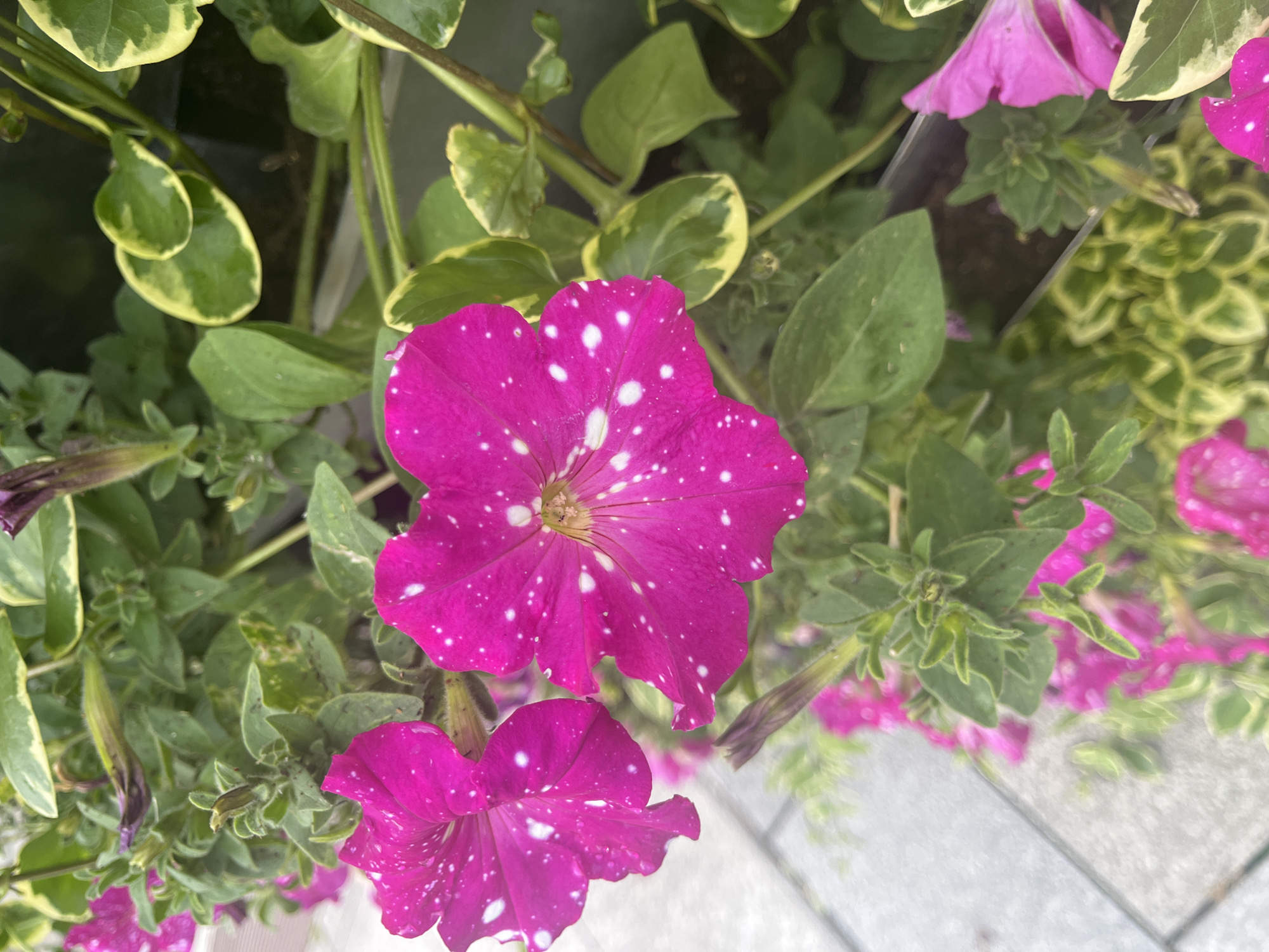 A high-angle, close-up shot shows several blooming pink petunias with white speckles. The flowers are interspersed with green foliage, some of which has variegated yellow edges. The background includes indistinct greenery and a blurred grey surface, likely a sidewalk or paving. There is no indication of a specific location in Plovdiv, Bulgaria, nor any people, actions, or interactions present.
