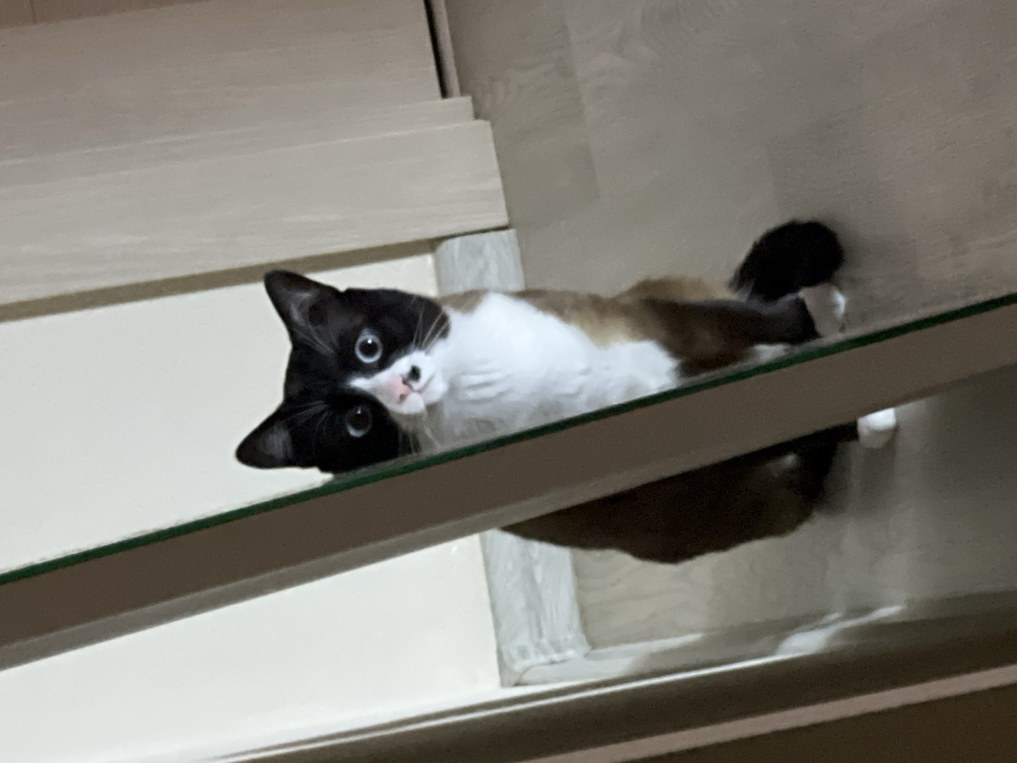 A Siamese-mix cat with blue eyes is lying on a glass shelf. The cat's head is in the foreground, and its body extends back along the shelf. The cat appears to be inside a cabinet or shelving unit. The background is a light beige or off-white.
The location of Noviy, Russia is not included in the picture.