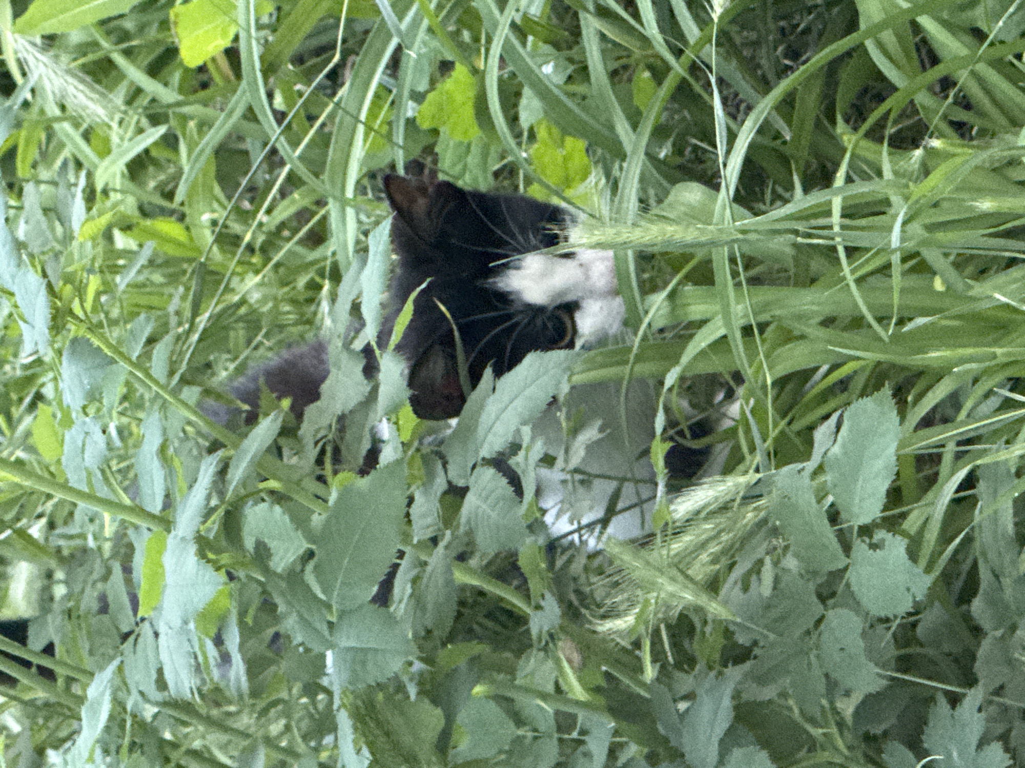 A black and white cat with green eyes peeks out from tall green grass and foliage in Bohunove, Ukraine. The cat's head is visible, with its ears pointed and its face partially obscured by leaves. The background is a blur of green vegetation, suggesting an outdoor environment likely within the city limits of Bohunove. No human presence or specific actions are depicted.