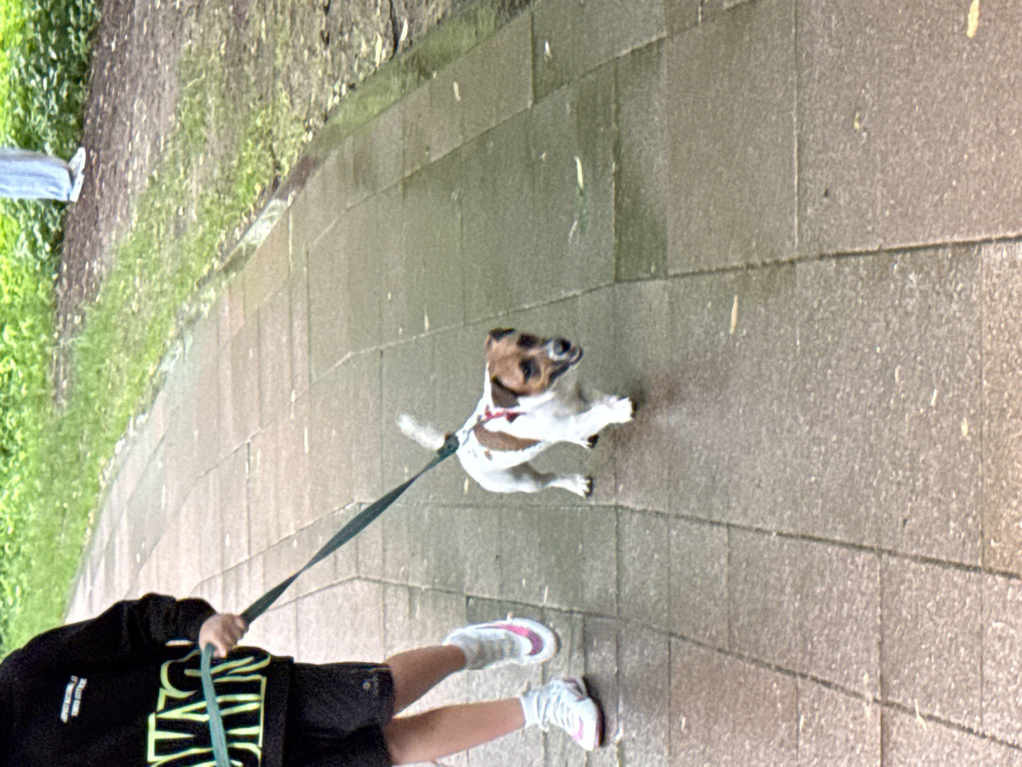 A person wearing a black hoodie with a graphic print and black shorts is walking a small, brown and white dog on a leash along a paved path. The dog is a Jack Russell Terrier. The path is made of rectangular pavers and appears wet, possibly from rain. To the right of the path is a grassy area with some fallen leaves. In the background, out of focus, is more greenery and a person wearing light blue pants and white sneakers. The scene appears to be in an outdoor park or walkway, likely in a city setting. The image is taken from a medium-low angle, focusing on the person and the dog.