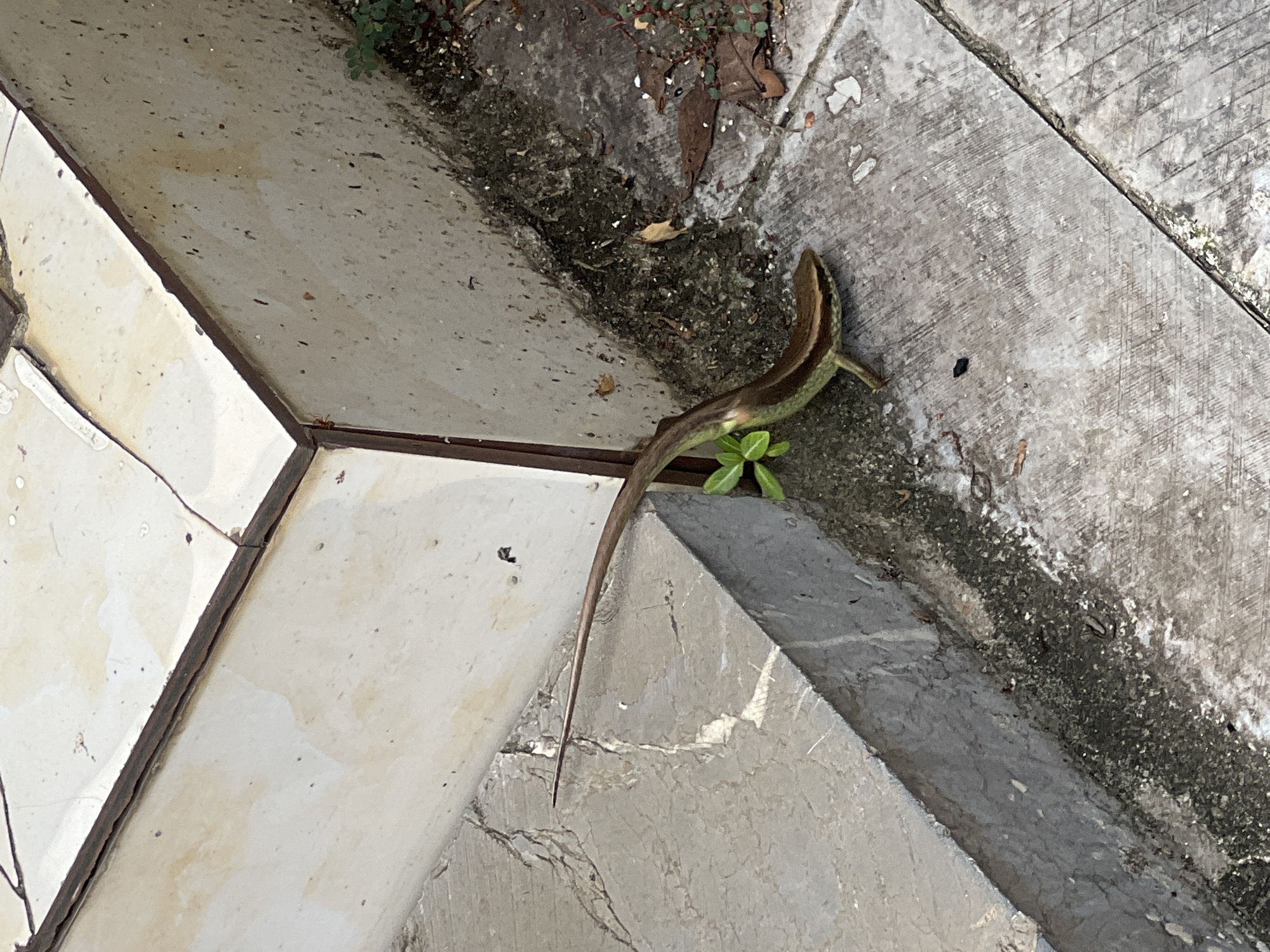 A brown and green lizard with a long tail is positioned on a cracked concrete surface, near the corner of a tiled structure. The lizard is facing towards the right of the frame, with its body angled slightly upwards. A small green plant is visible near the lizard's rear. The environment appears to be an outdoor area with varied concrete and tiled surfaces, suggesting a walkway or patio. There are also some dry leaves and debris scattered on the ground. The scene is well-lit, indicating daylight. The location is identified as 2 Ward, Hà Giang City, Vietnam.