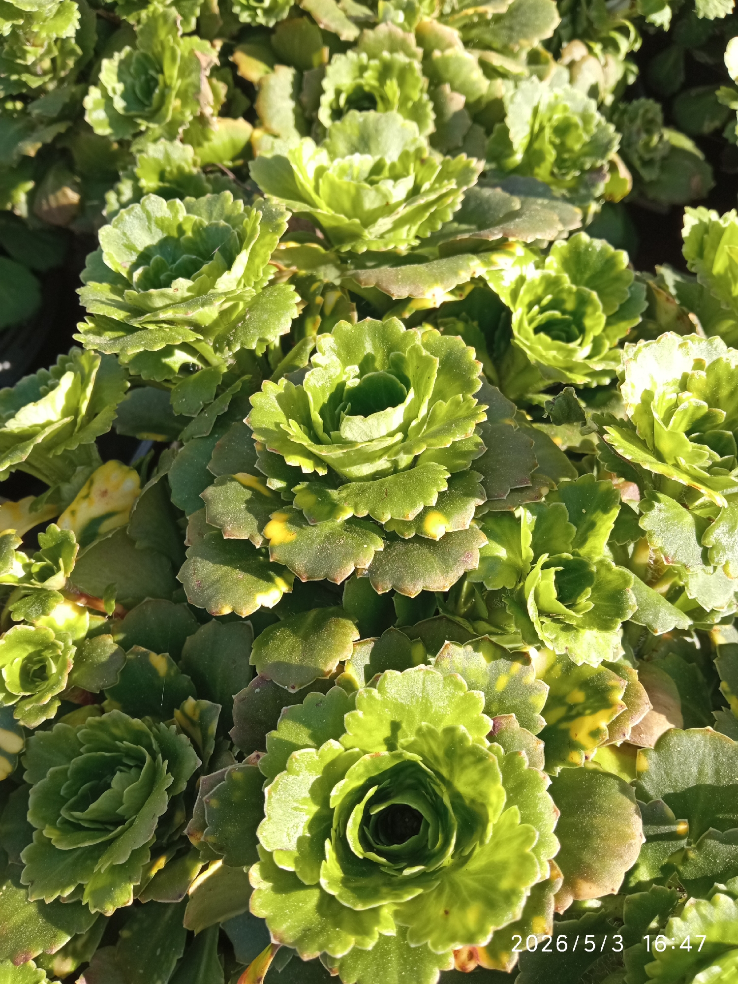 Close-up of Kalanchoe blossfeldiana plants in full sun, located in Krasnoyarsk, Russia. The succulent plants are green with scalloped edges on the leaves, some showing yellow variegation. Date stamp indicates May 3, 2026, 16:47. The scene shows a dense grouping of the plants. No people are visible.