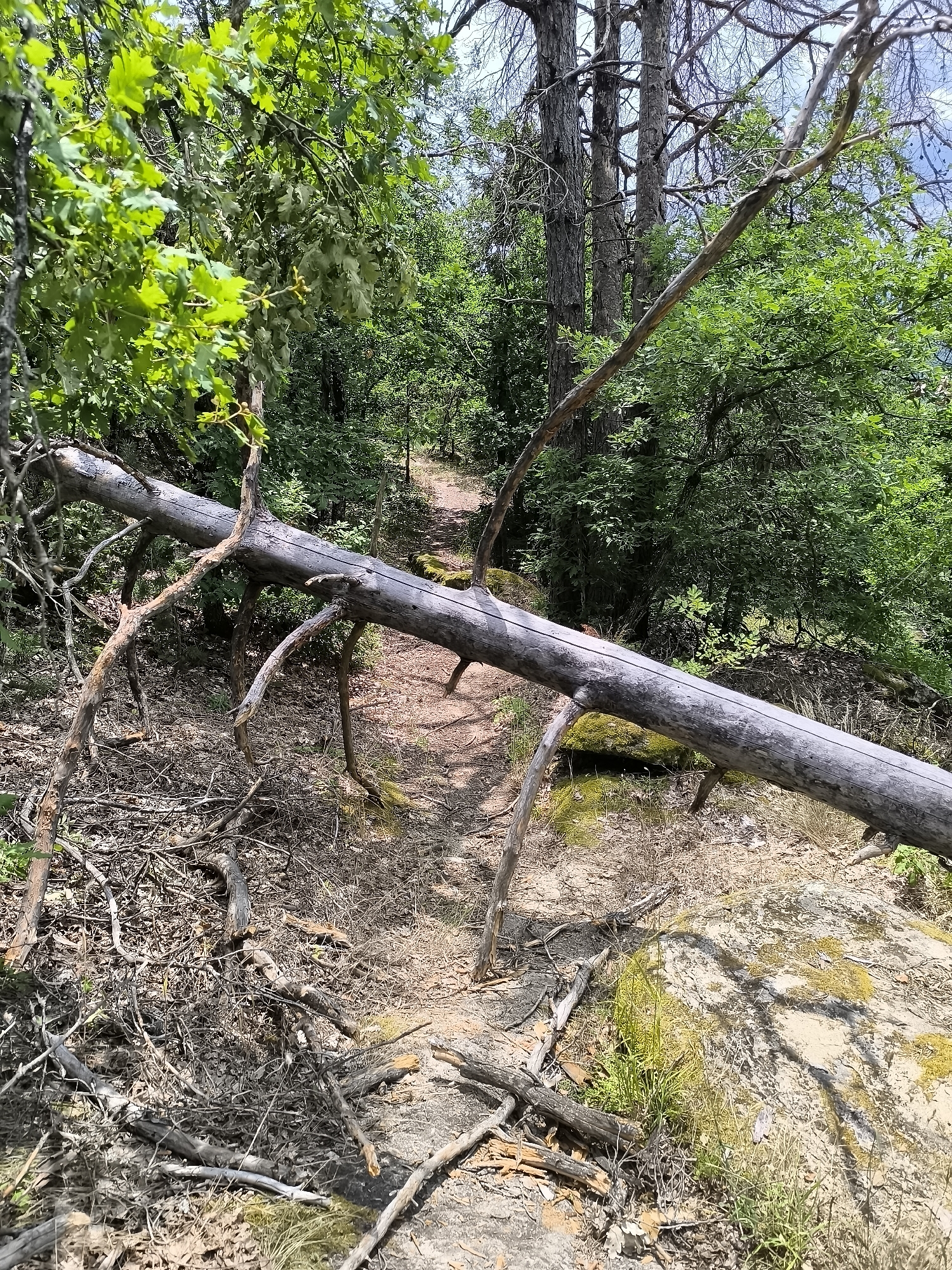 The image depicts a forest path in the village of Dolno Drianovo, Bulgaria. A large, fallen log obstructs the path, its weathered gray trunk extending diagonally across the frame. The path itself is narrow and appears to be made of dirt and small stones, winding through dense green foliage. The surrounding environment is characterized by numerous trees, with vibrant green leaves forming a canopy overhead and on either side of the path. The ground is covered with dry leaves, twigs, and scattered branches, suggesting a natural, somewhat wild setting. Sunlight filters through the trees, creating dappled shadows on the path and the surrounding vegetation. The overall scene conveys a sense of an untamed natural landscape within a forested area.