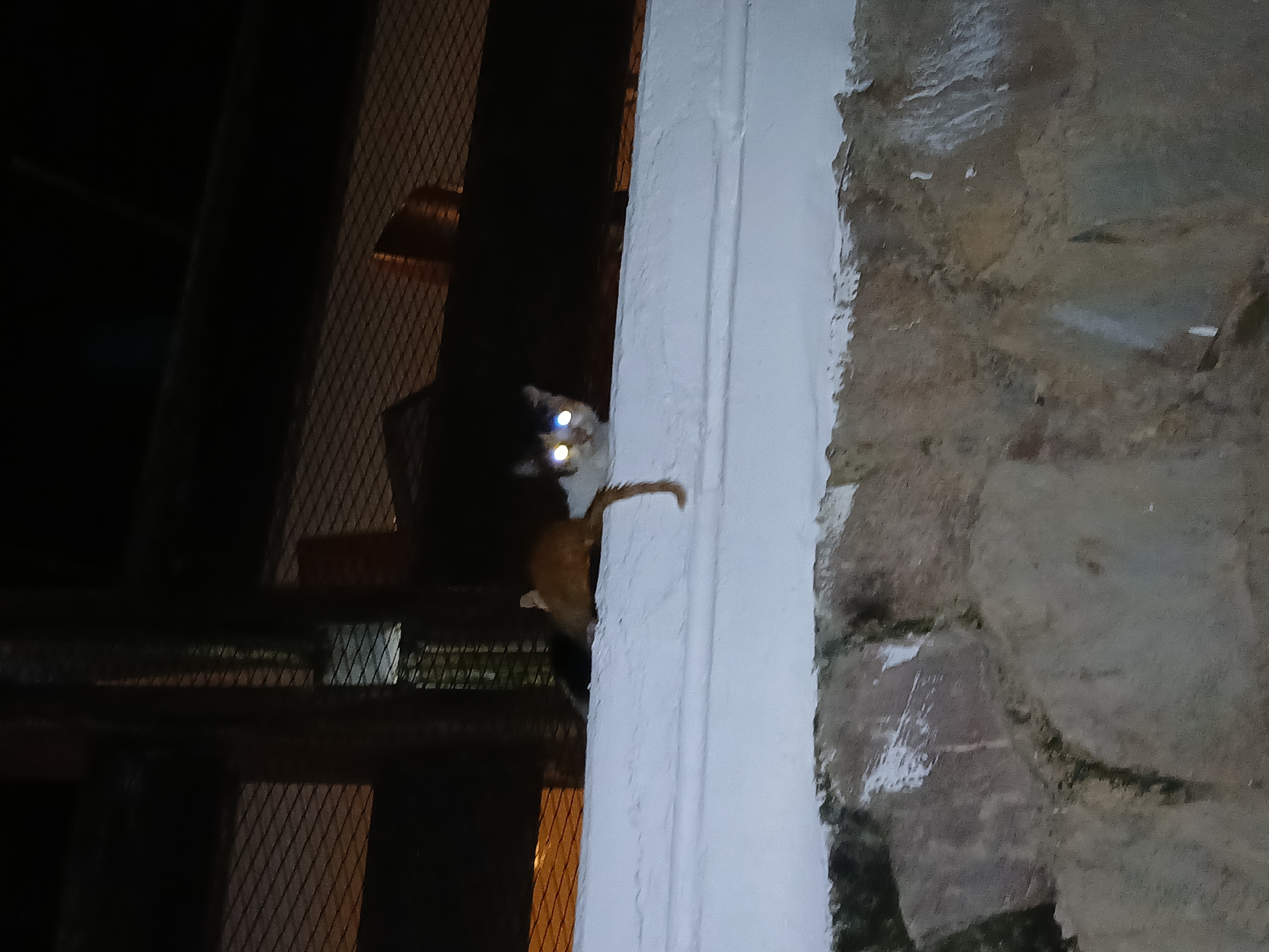 This nighttime image features a cat positioned on a white vertical pillar or wall. The cat's eyes brightly reflect the light source, appearing white or light blue, while its fur is a blend of orange and brown tones. It appears to be either climbing or clinging to the white structure, with much of its body obscured by the darkness of the surrounding environment.
To the right of the white pillar, a textured wall made of what appears to be stone or weathered brick is visible, showing some signs of degradation or peeling paint. The background on the left is largely dark, but hints of a metal mesh or grate can be seen, suggesting a railing or fence. The overall setting is outdoors at night, indicated by the low light conditions and the cat's reflective eyes. The scene likely takes place in an urban or built-up area of Playa El Agua, Venezuela. No specific activity beyond the cat's presence is discernible, and there is no visible text. The image's most striking detail is the luminous appearance of the cat's eyes against the dark background.
