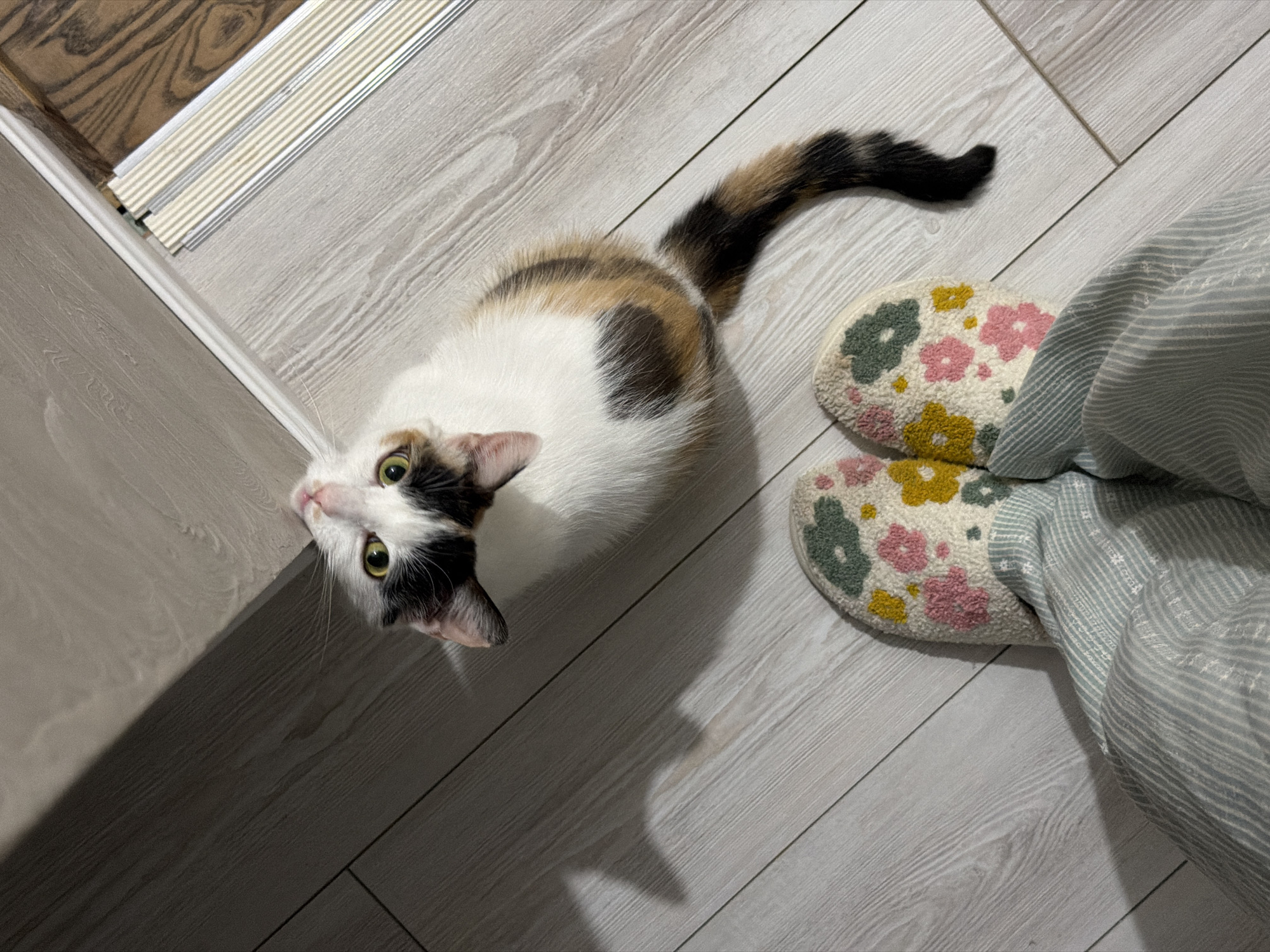 A calico cat sits on a light gray wooden floor near a white wall. The cat is looking up towards the camera. The cat's tail is black and brown. To the right of the cat are a pair of floral patterned slippers and a person's leg covered in a light blue striped pajama pants. The location is assumed to be Rossiyskiy, Russia.