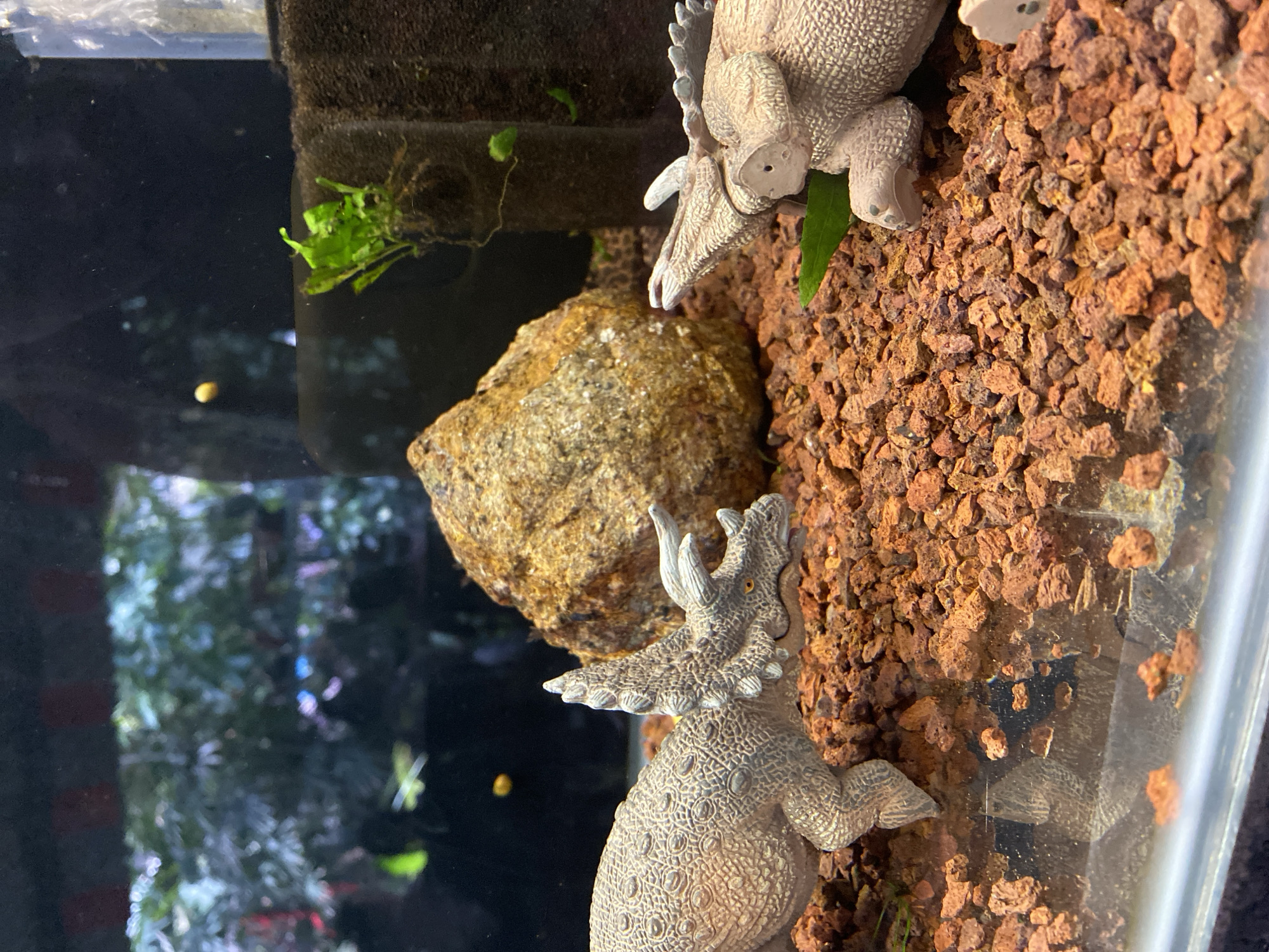 The image shows two toy dinosaurs, likely triceratops, in an aquarium. The dinosaurs are positioned facing each other, with a large rock behind them and reddish-brown gravel as the substrate. There is some aquatic plant life in the background, including a small green plant attached to a dark, porous structure that appears to be a filter. The background is out of focus, showing hints of lush green foliage and possibly some small yellow objects, which could be snails or food pellets. The lighting suggests an indoor environment, potentially a home aquarium. There is no information about the location in Đà Nẵng, Vietnam.