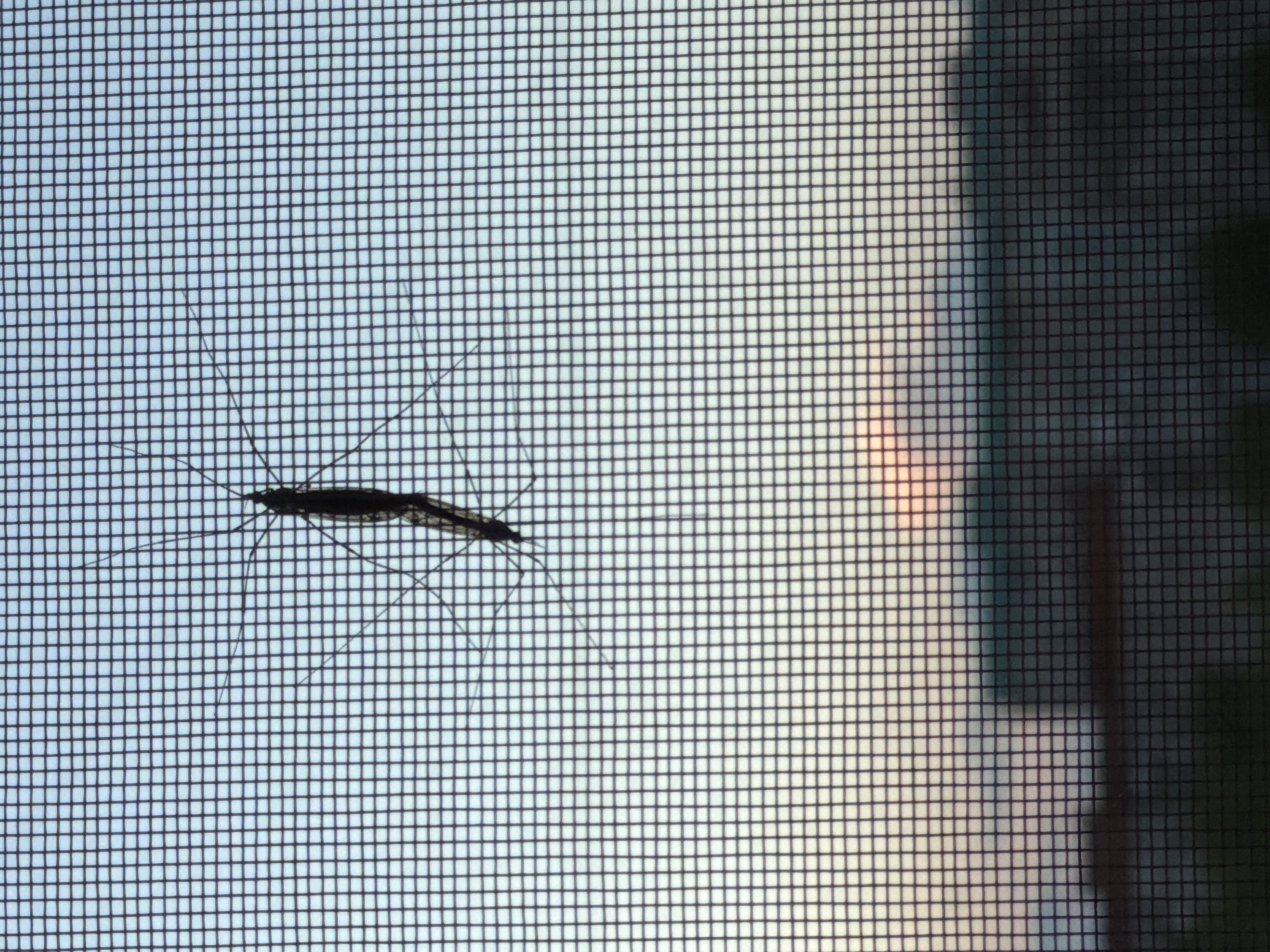 The image provides a detailed, high-contrast close-up of a black mesh window screen, likely viewed from inside a structure looking out. The screen's grid pattern, composed of small, uniformly square holes, fills the entire frame.
In the upper-left area of the screen, two long-legged insects are prominently silhouetted in black. These appear to be crane flies or similar species, characterized by their slender bodies and exceptionally long, delicate legs that extend across numerous mesh squares. The insects are positioned very close to each other, suggesting they are either mating or resting in tandem on the screen. Their forms are starkly outlined against the bright background.
Through the screen, the background is divided by varying light conditions. The left and central parts of the image reveal a bright, light blue or whitish sky, indicating it is daytime. Towards the lower right of this bright section, there is a subtle hint of warmer, possibly orange or pink, light, which might be a distant reflection or atmospheric effect. The far right side of the image, separated by a vertical darker band, shows a much darker, less defined background, potentially a shadowed interior space or dense, unlit outdoor foliage.
No people or visible text are present in the image. The setting is a window or screened enclosure. The provided location context for this scene is Izhevsk, Russia.