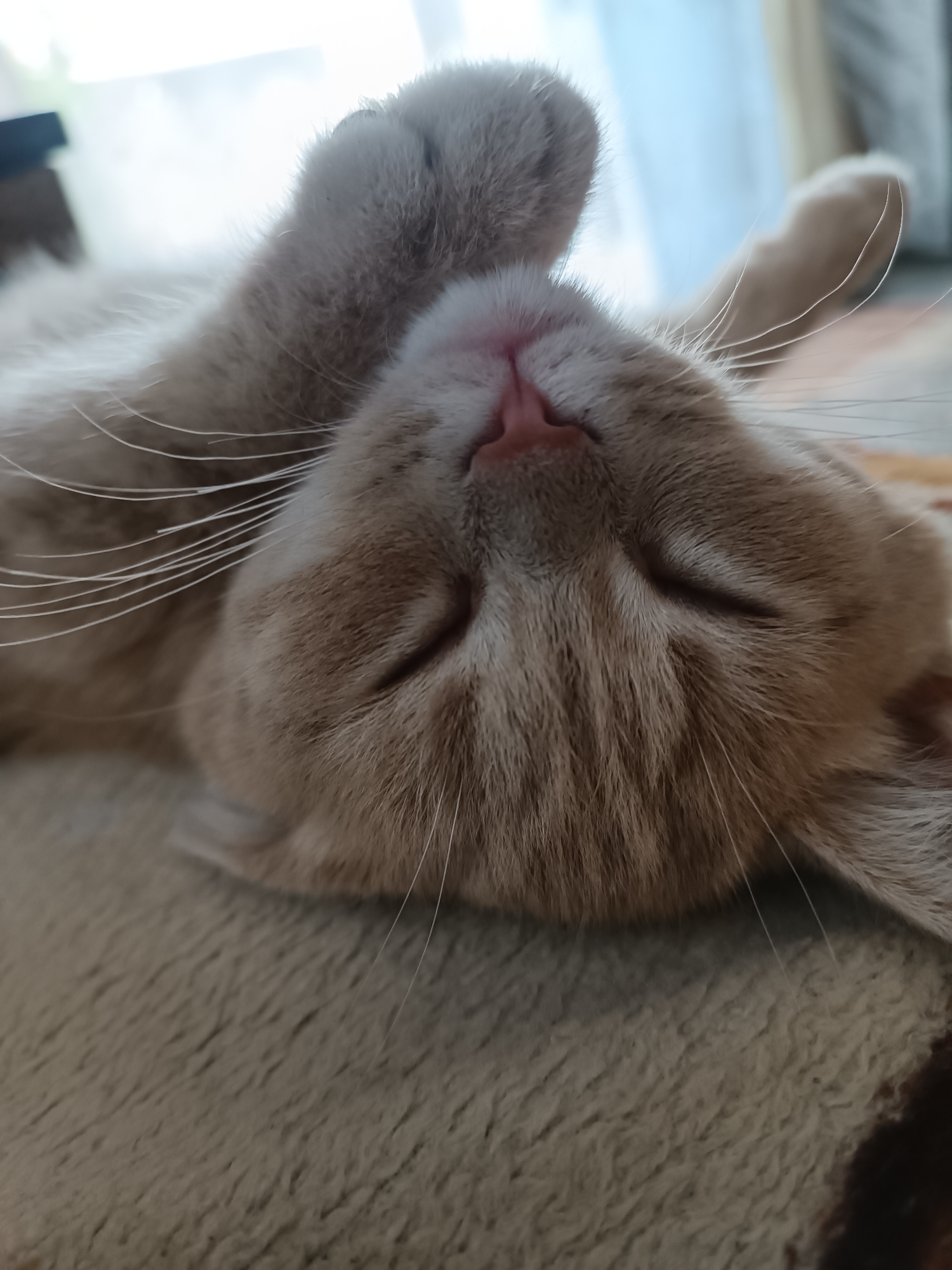 A close-up, overhead shot shows a light brown and white cat sleeping on its back. The cat's head is tilted upwards, and its eyes are closed. Its paws are raised near its face. The cat is lying on a textured, light-colored surface that appears to be a rug or blanket. The background is softly blurred, with hints of natural light and possibly a window or curtain. The scene is indoors and suggests a moment of peaceful rest for the animal. The image does not contain any identifiable geographical features or landmarks that would indicate its location in Coșnița, Moldova.
