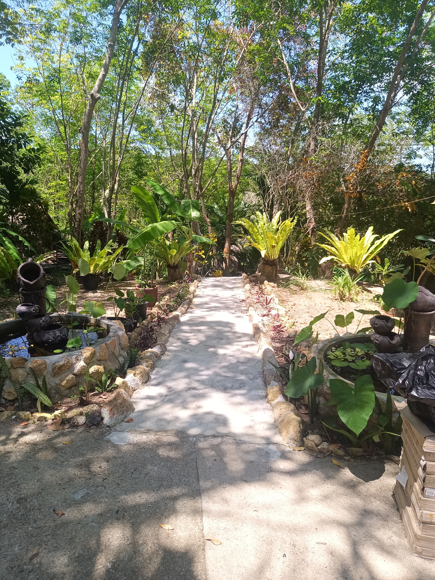 The image shows a pathway in Baan Thong Nang, Thailand. The pathway is made of concrete and is lined with stones and plants. On either side of the pathway, there are tropical plants, including banana trees and bird's nest ferns. There are also decorative water features, each consisting of a stone-rimmed pond with decorative pottery. The pathway leads into a forested area with tall trees. The scene is well-lit with dappled sunlight. A stack of boxes can be seen on the right of the frame.