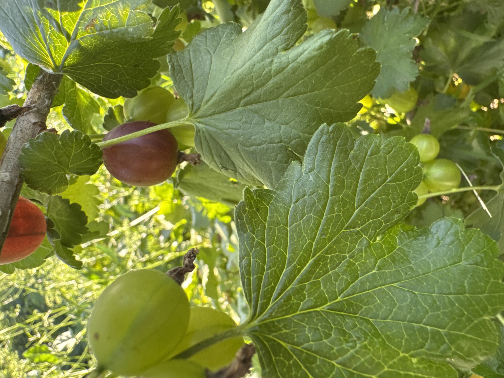 This is a close-up, outdoor photograph of gooseberries on a bush. The image is filled with lush green leaves and several ripening gooseberries, some green and some a deep reddish-brown. The sun is shining through the leaves, creating a dappled light effect and highlighting the veins of the leaves. The background is a blur of green foliage, suggesting a garden or natural setting. There are no people or animals visible in the image.