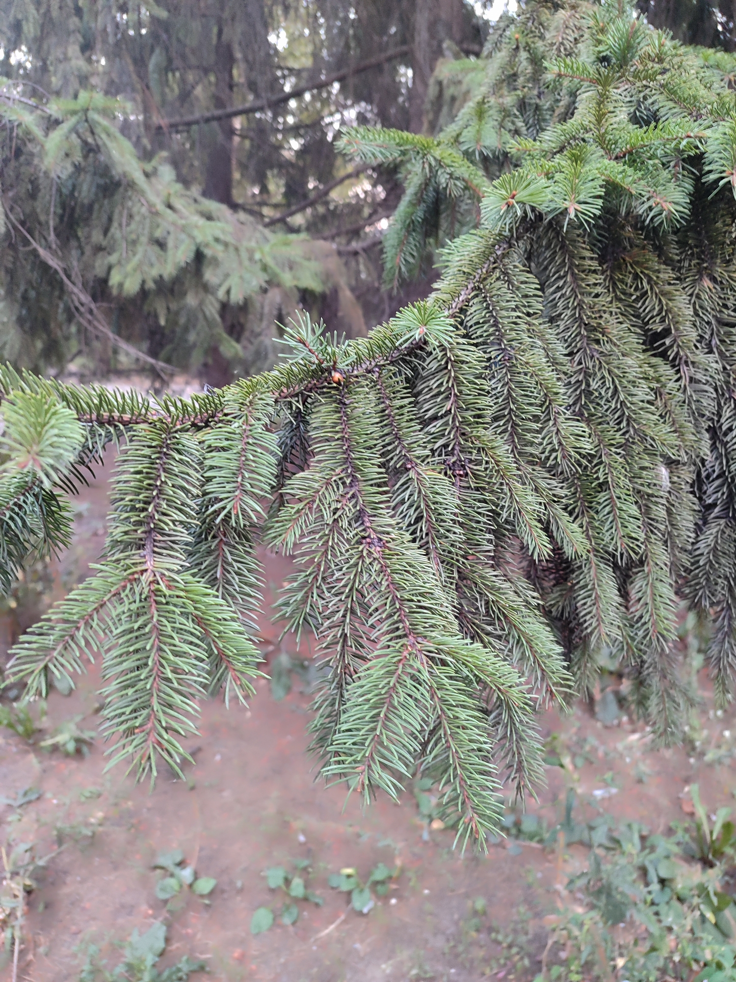 A close-up, eye-level shot focuses on a spruce tree branch in the foreground. The branch, laden with dense, green needles, extends diagonally from the left to the right of the frame. The needles are short and sharp, with a subtle reddish-brown hue visible where they attach to the stem, giving the branch a full, textured appearance. In the background, other spruce branches and tree trunks are visible, creating a somewhat blurred, darker backdrop. The ground below the branch is a reddish-brown soil with scattered green foliage and some small, dry leaves. The lighting suggests an overcast day, with soft, diffused light illuminating the scene. No people or animals are present.