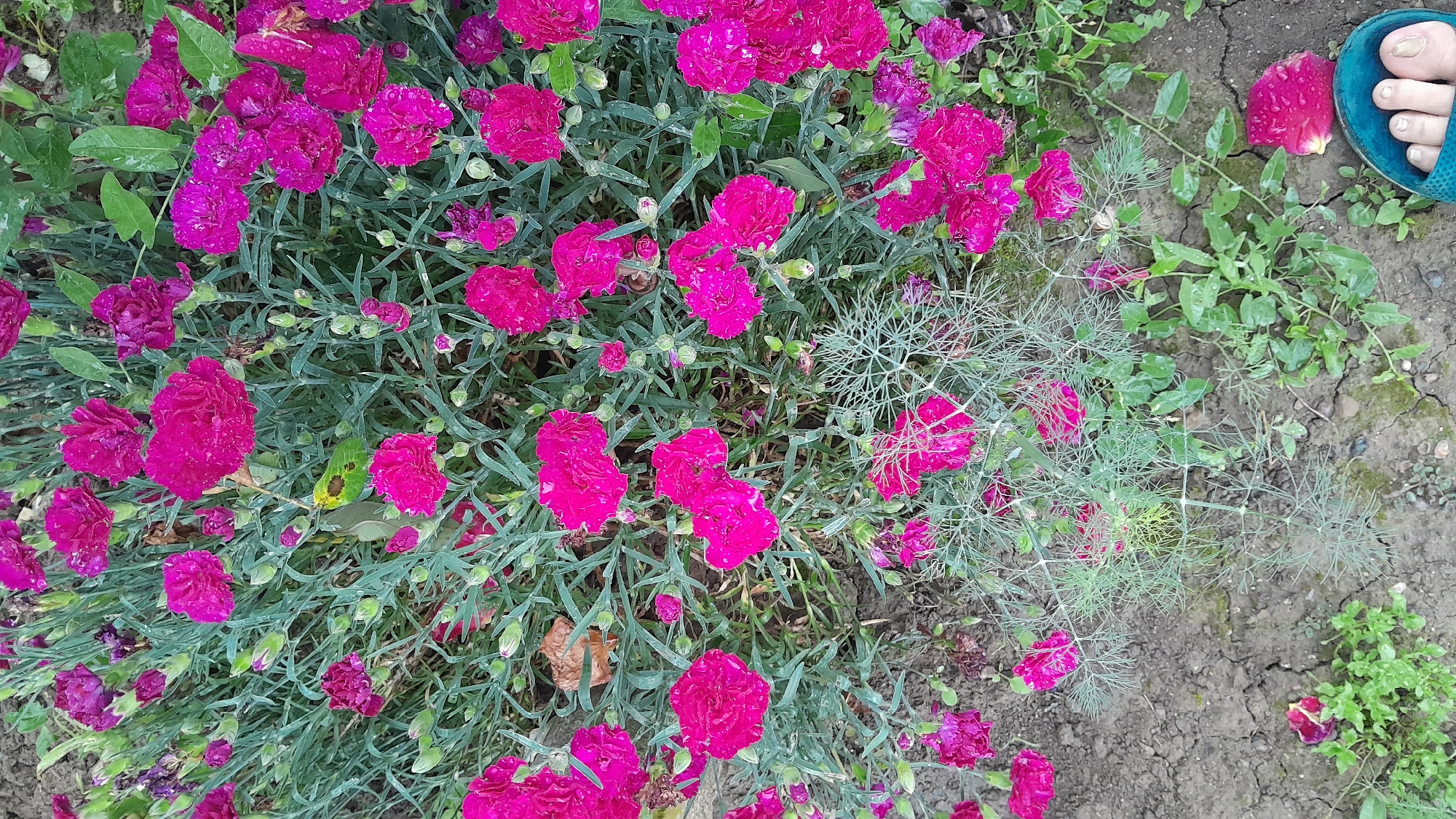 In Leshnitsa, Bulgaria, a close-up, overhead shot captures a patch of vibrantly pink carnations, some in full bloom and others as buds, interspersed with the plant's grey-green foliage. The flowers and leaves are speckled with water droplets, suggesting recent rain. The ground beneath the flowers consists of dry, cracked earth with patches of sparse green weeds. A single, fallen pink petal rests on the soil near the bottom right corner, alongside a portion of a blue sandal with a person's toes visible.