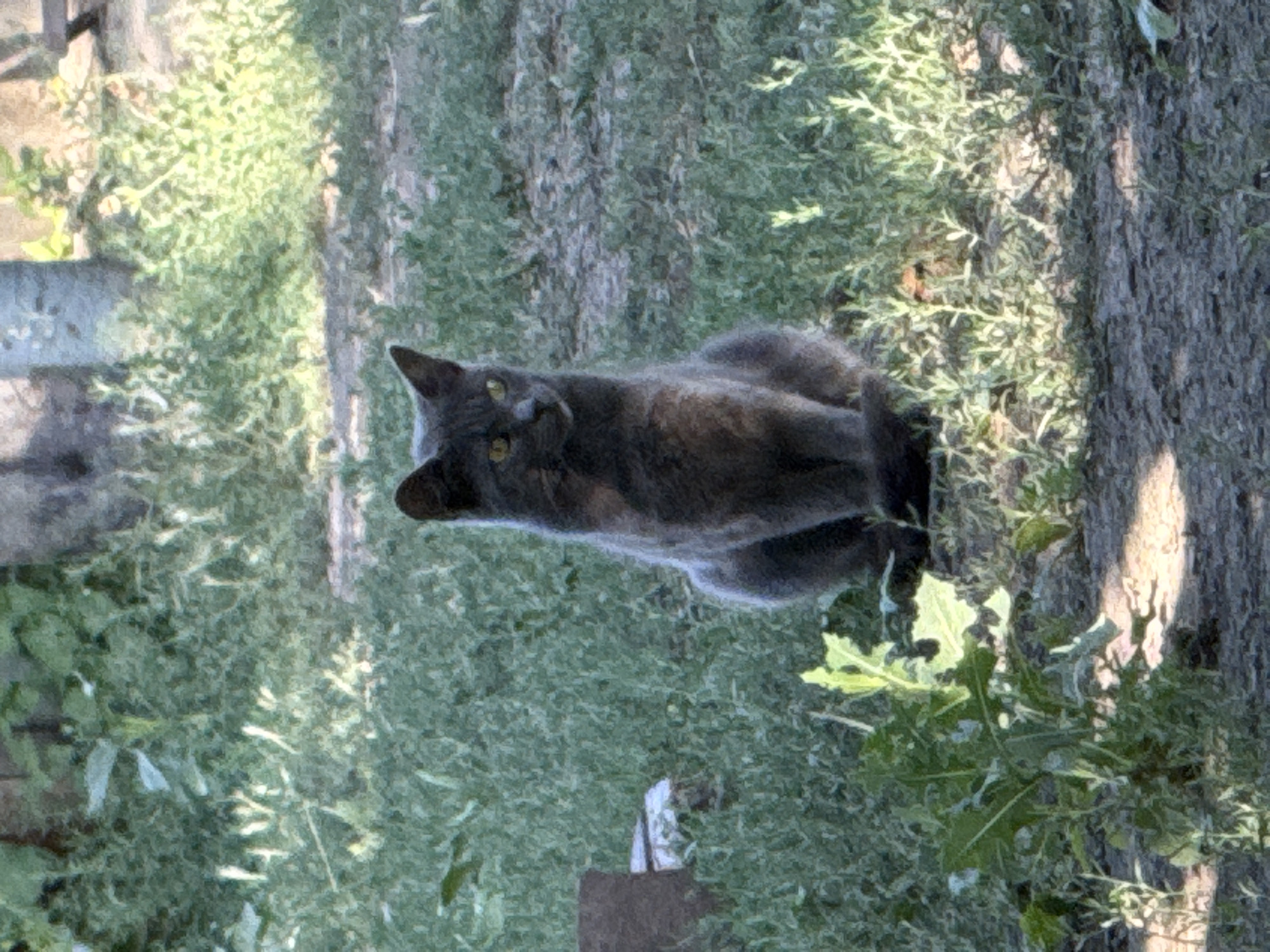 A medium shot captures a grey cat sitting upright on a patch of dirt and grass. The cat is facing left, with its body angled towards the viewer. Its tail is not visible. The cat's fur is short and appears to be a solid grey color. Its eyes are open and yellow. The cat is in focus, while the background is blurred. The background consists of green grass, some weeds, and what appears to be a wooden fence or structure in the far background. Sunlight is casting shadows on the ground, indicating it is daytime. There are no people or other animals visible in the image. The image was taken outdoors in a natural or backyard setting.