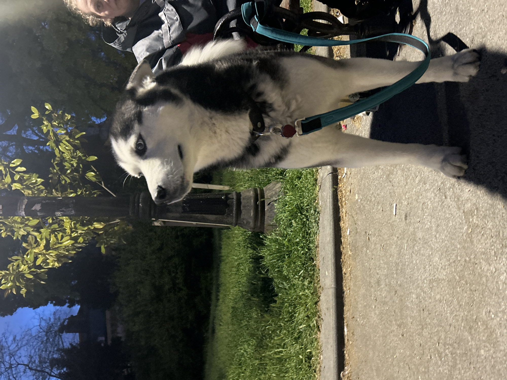The image shows a black and white husky dog on a blue leash, standing on a concrete sidewalk next to a grassy area with a lamppost. The dog is looking toward the camera. Part of a person is visible in the upper part of the image. The location appears to be a park in Varna, Bulgaria, due to the architectural style of the lamppost and the lush green foliage. The photograph was likely taken at dusk.
