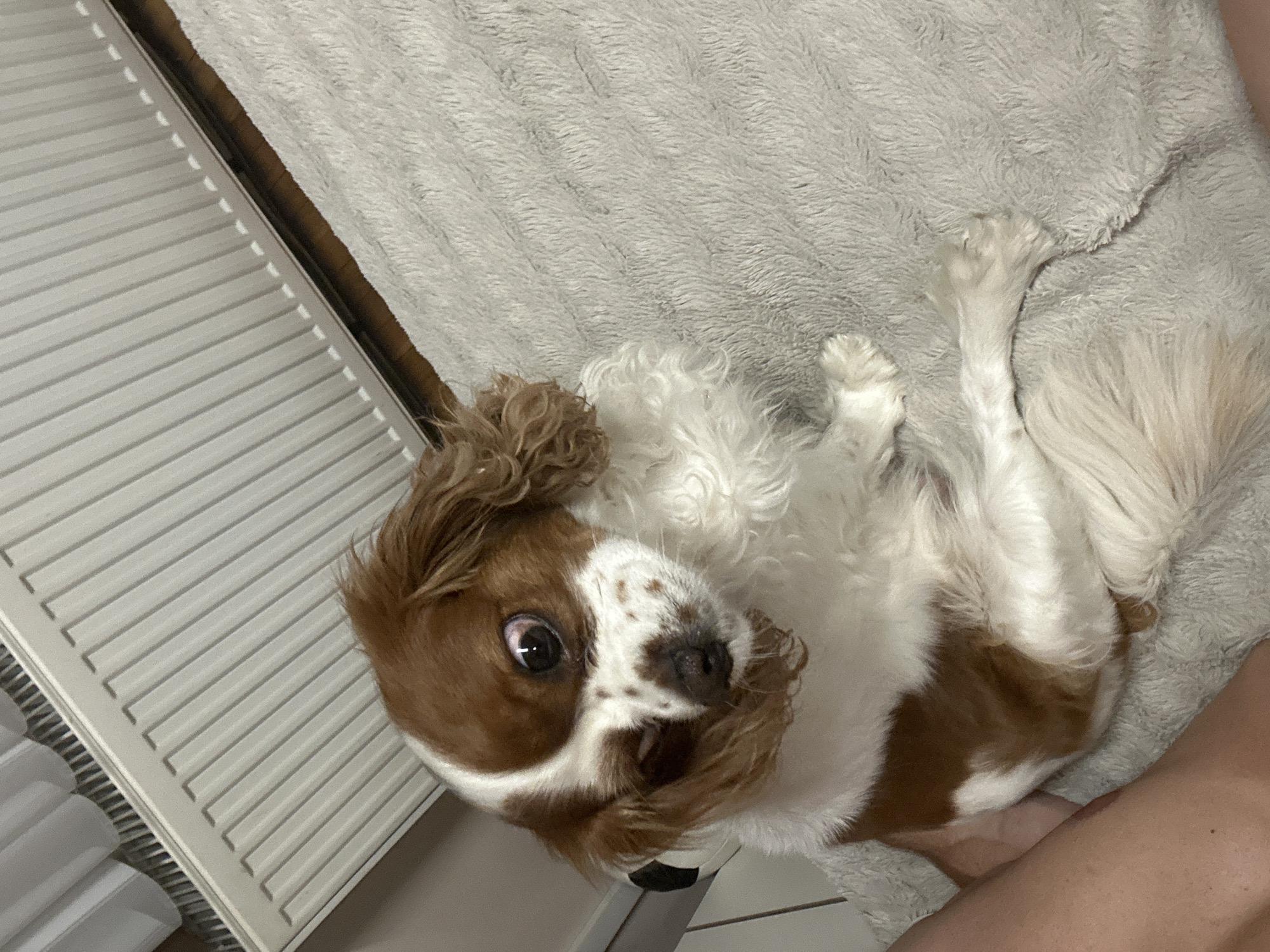 An indoor scene features a brown and white Blenheim Cavalier King Charles Spaniel dog positioned on a light gray, shaggy rug. The dog's head is tilted, and its eyes are wide and dark, reflecting light, giving it an alert or curious expression. Its fur around its face is slightly disheveled. A human limb, appearing to be a leg, is partially visible on the far left of the frame, suggesting close proximity to the animal.
The rug covers the lower and right portions of the floor. Adjacent to the rug, a strip of light brown wooden flooring is visible. Above the wooden floor, a white, horizontally ribbed radiator is mounted against a light-colored wall, occupying the upper left quadrant of the image. The top grill of the radiator is also discernible. The lighting appears to be interior and diffuse. The specific city of Saraia, Bulgaria, cannot be determined from the visual information provided in the image, as no external or geographical indicators are present.