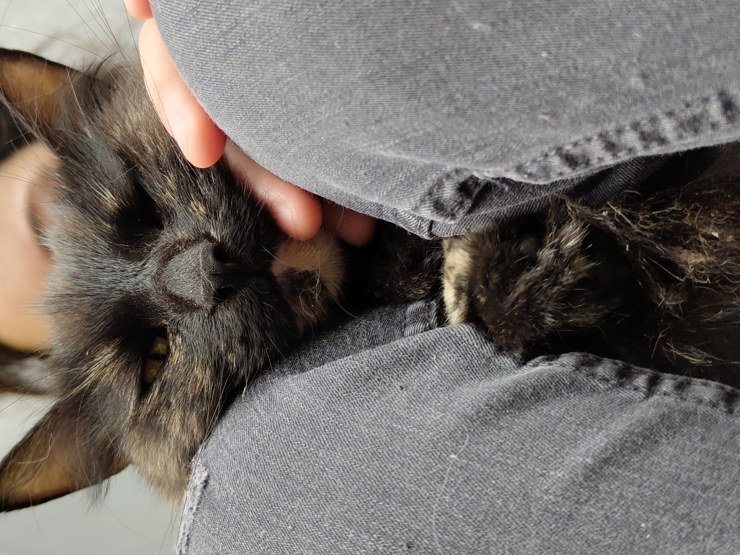 A close-up, high-angle shot shows a dilute tortoiseshell cat nestled between a person's legs, wearing dark grey denim jeans. The cat's face is the primary subject, with its right eye partially closed, giving it a sleepy or winking appearance. Its fur is a mix of black, brown, and tan, with a white patch on its chin and chest. The cat's left paw is visible, resting on the person's jeans. The person's hand is gently touching the cat's head, near its cheek. The background is a plain, light grey wall, suggesting an indoor setting. The lighting is soft and even, with no harsh shadows. The image is in focus, with a shallow depth of field that blurs the background.